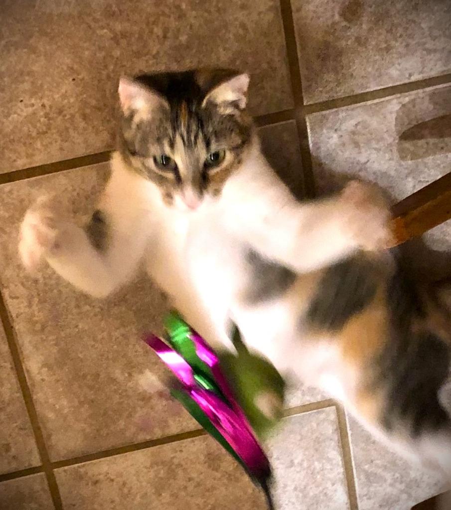 Gracie, Adoptable, Adult Female Calico & Tabby.