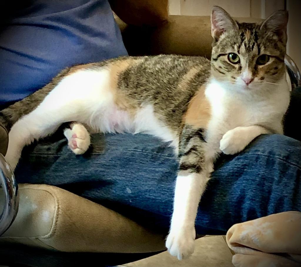 Gracie, a Adoptable mixed breed in San Antonio, TX image 4/4