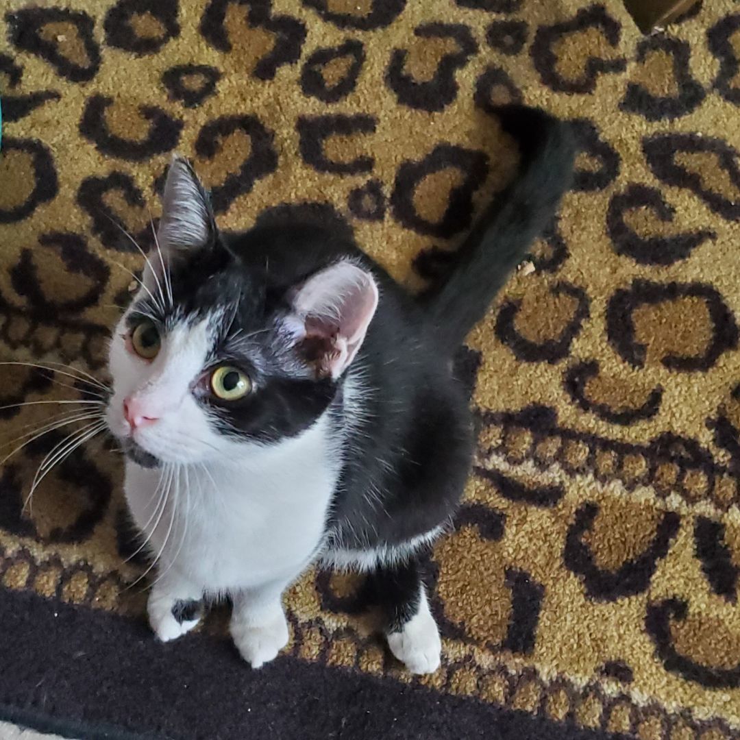 Scooter, Adoptable, Young Male Domestic Short Hair.