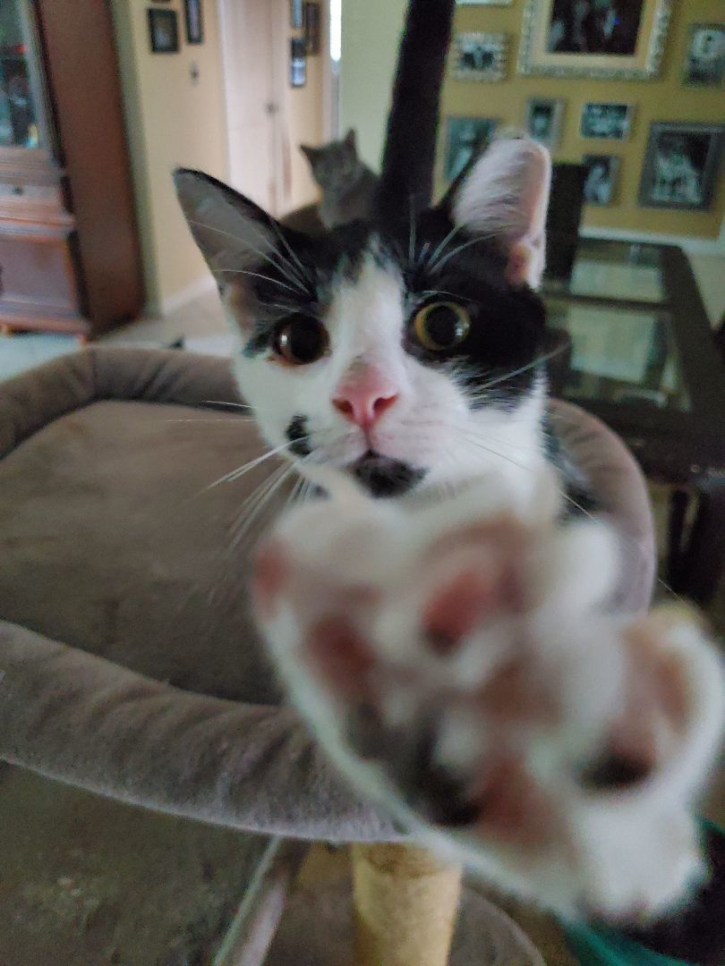 Scooter, a Adoptable Domestic Short Hair in Port Orange, FL image 2/4