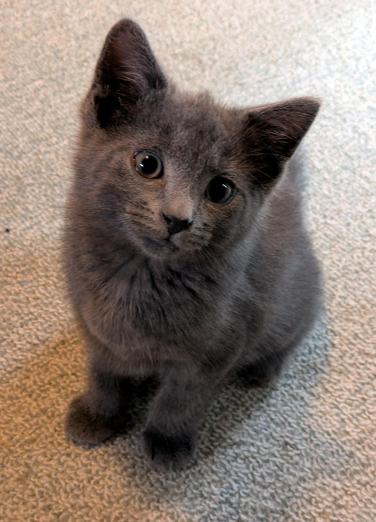 Enlarge Leo, an adopted Domestic Short Hair in Wadsworth, OH image 1/1