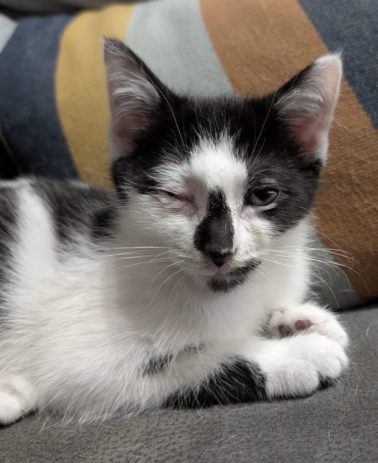 Little Bit of Hope, adopted, Kitten Female Tuxedo.