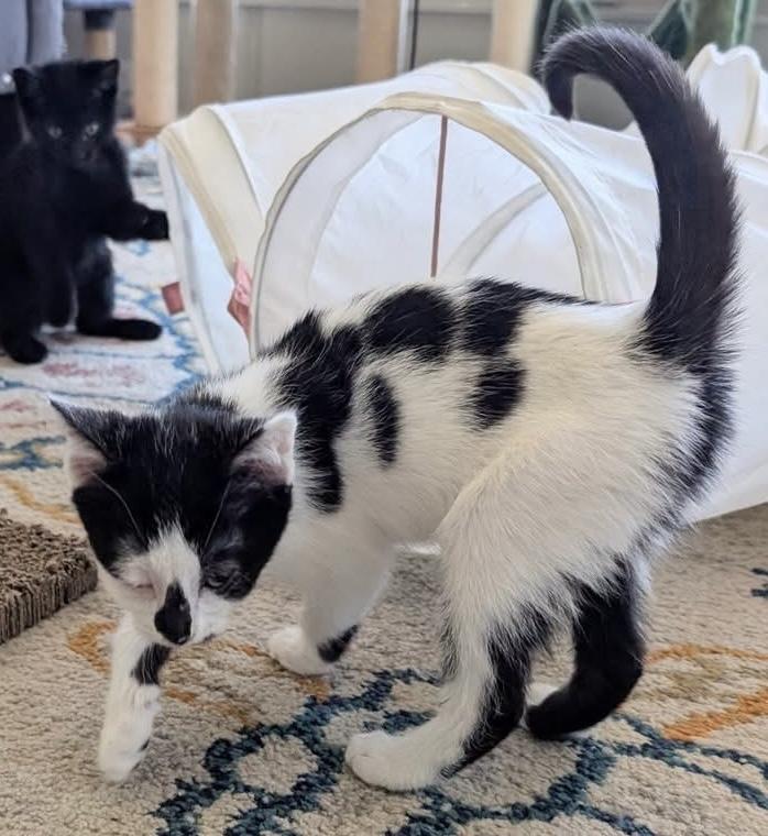 Enlarge Little Bit of Hope, an adopted Tuxedo in Whispering Pines, NC image 3/3