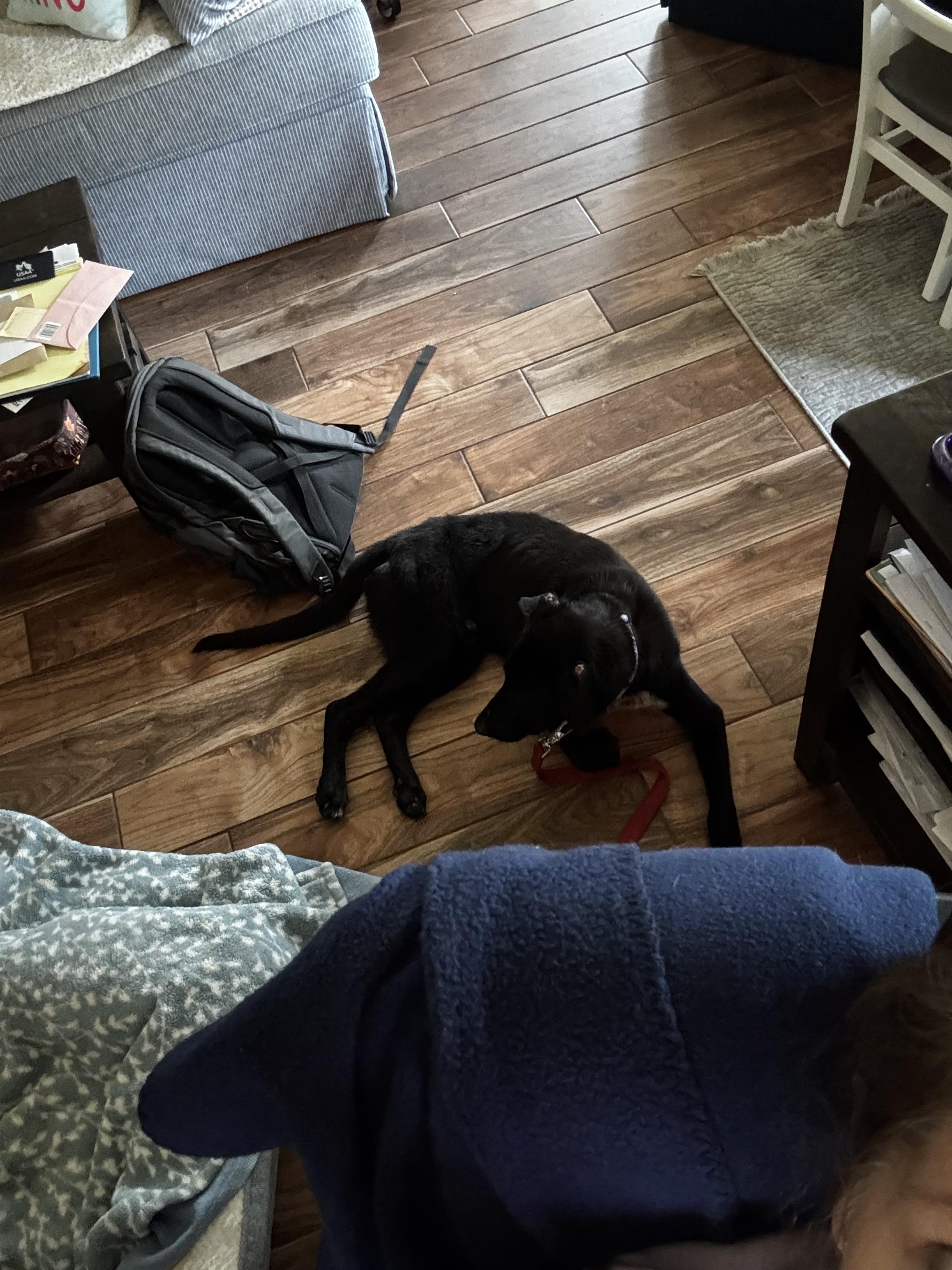 Enlarge Marshall, a Adoptable mixed breed in Bradenton, FL image 1/6
