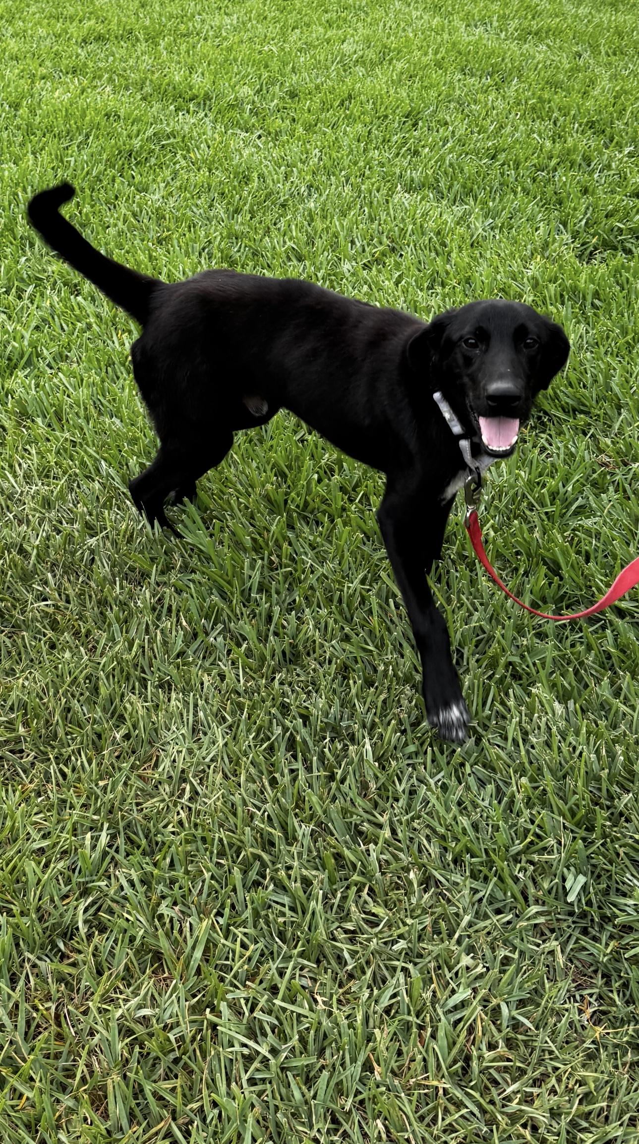 Marshall, Adoptable, Young Male Labrador Retriever.