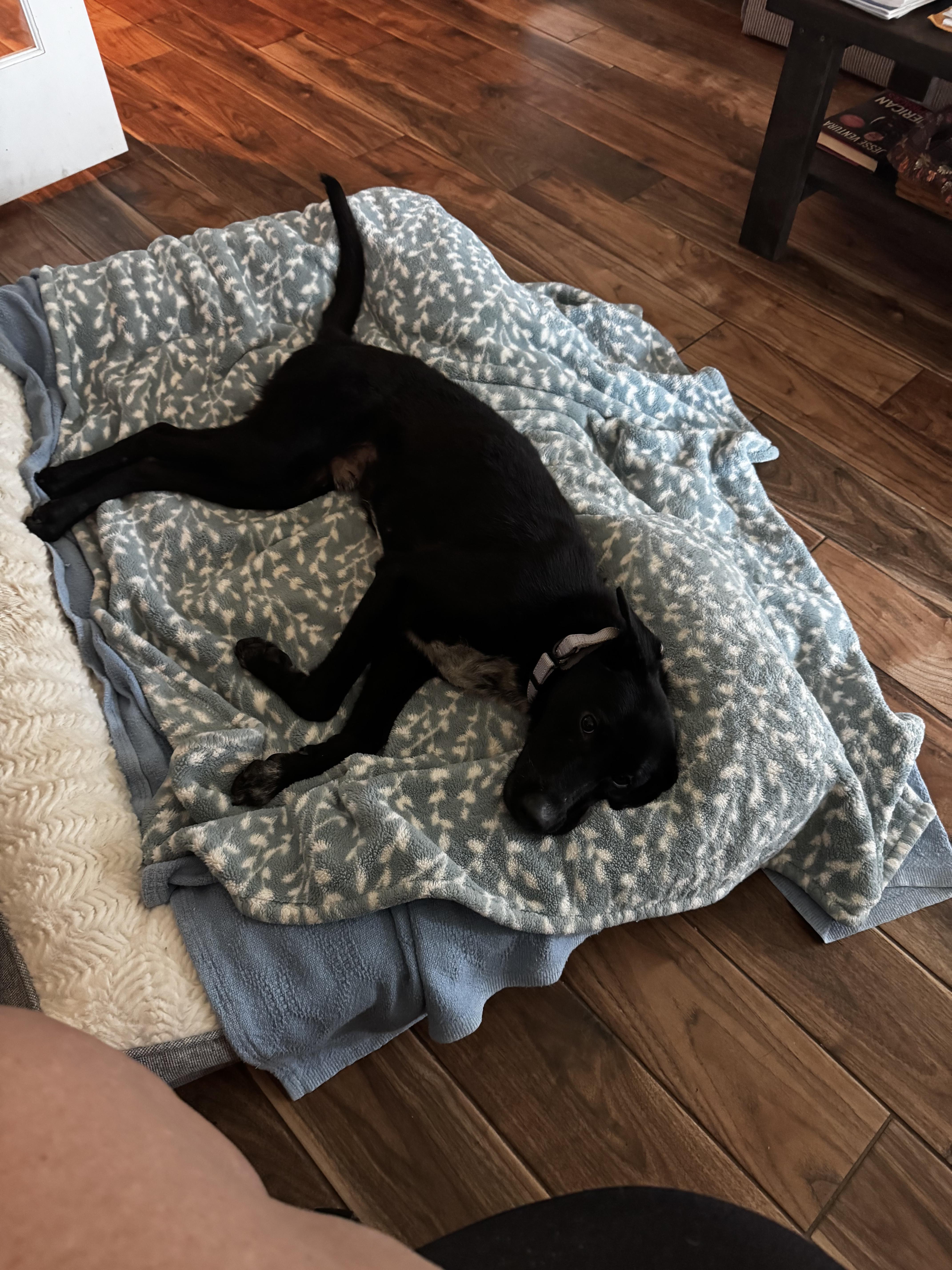 Enlarge Marshall, a Adoptable mixed breed in Bradenton, FL image 3/6