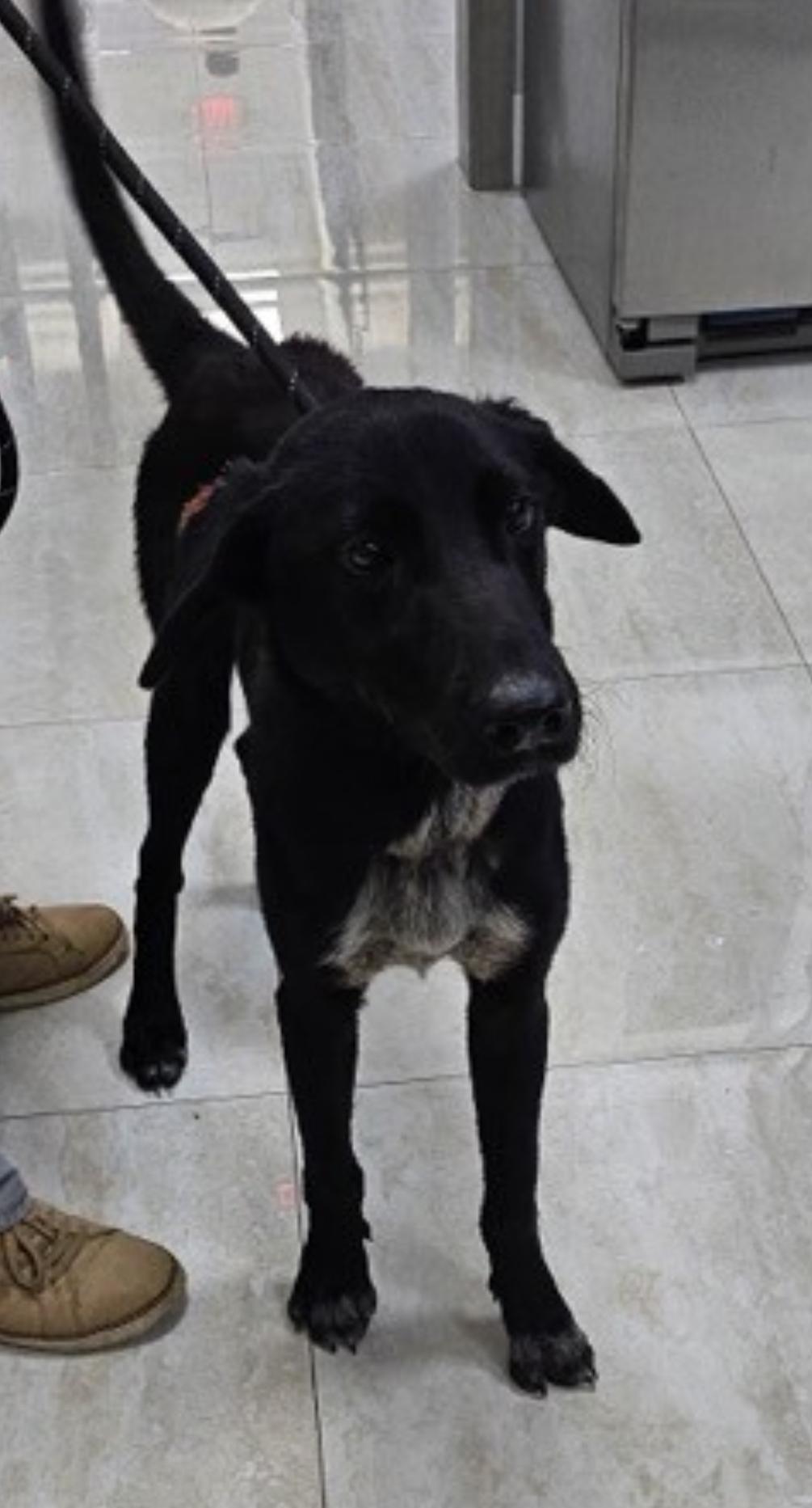 Enlarge Marshall, a Adoptable mixed breed in Bradenton, FL image 6/6