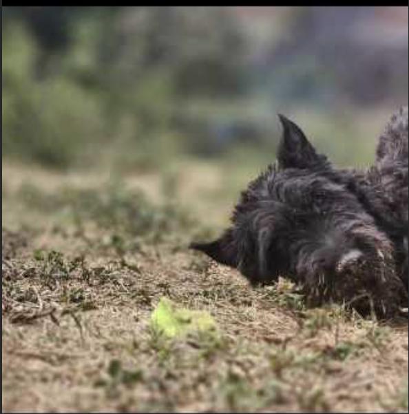Botas, Adoptable, Adult Male Scottish Terrier.