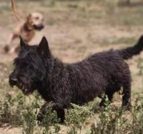Enlarge Botas, a Adoptable Scottish Terrier in EL COLORADO, JAL image 2/6