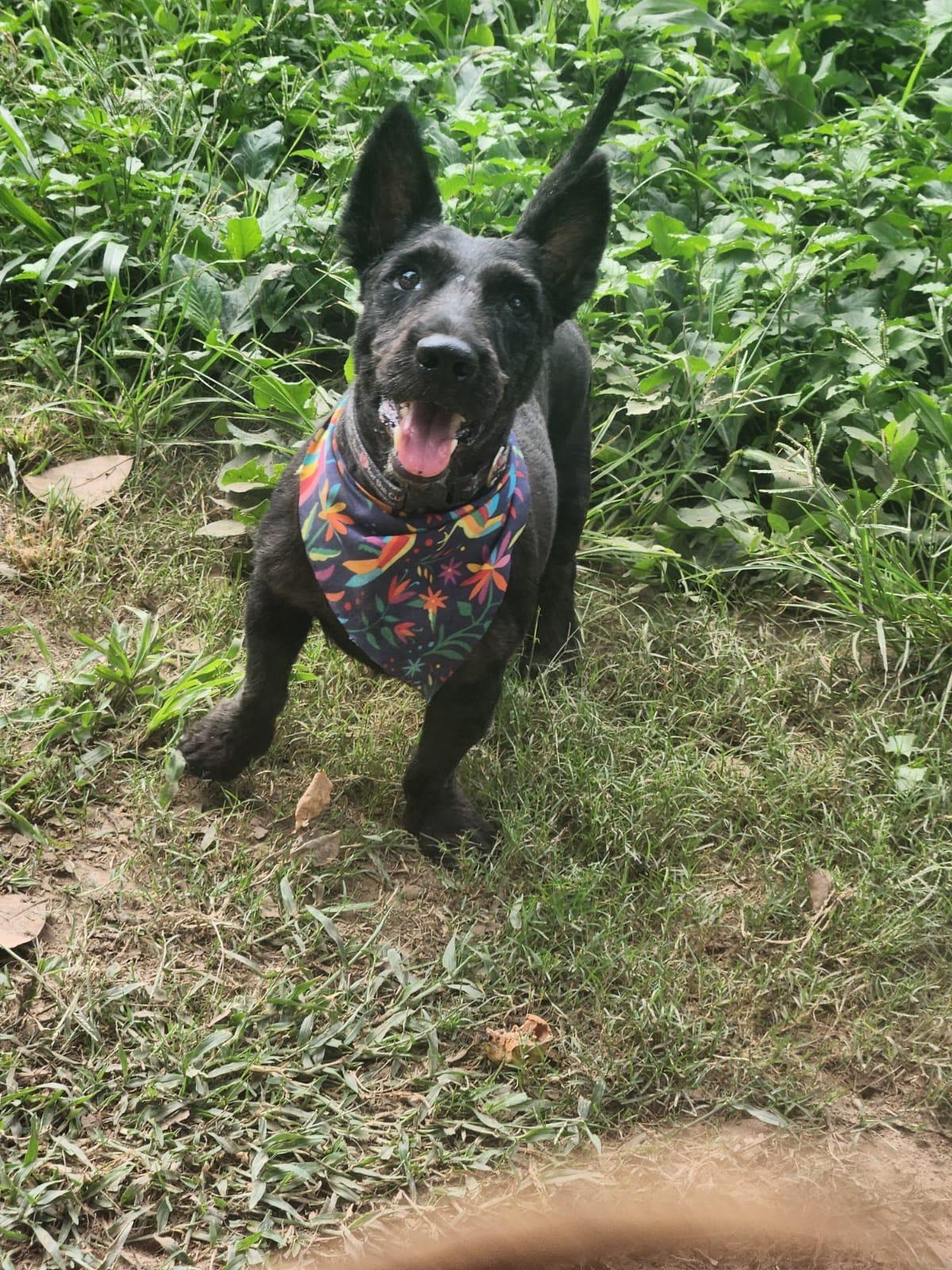 Enlarge Botas, a Adoptable Scottish Terrier in EL COLORADO, JAL image 3/6