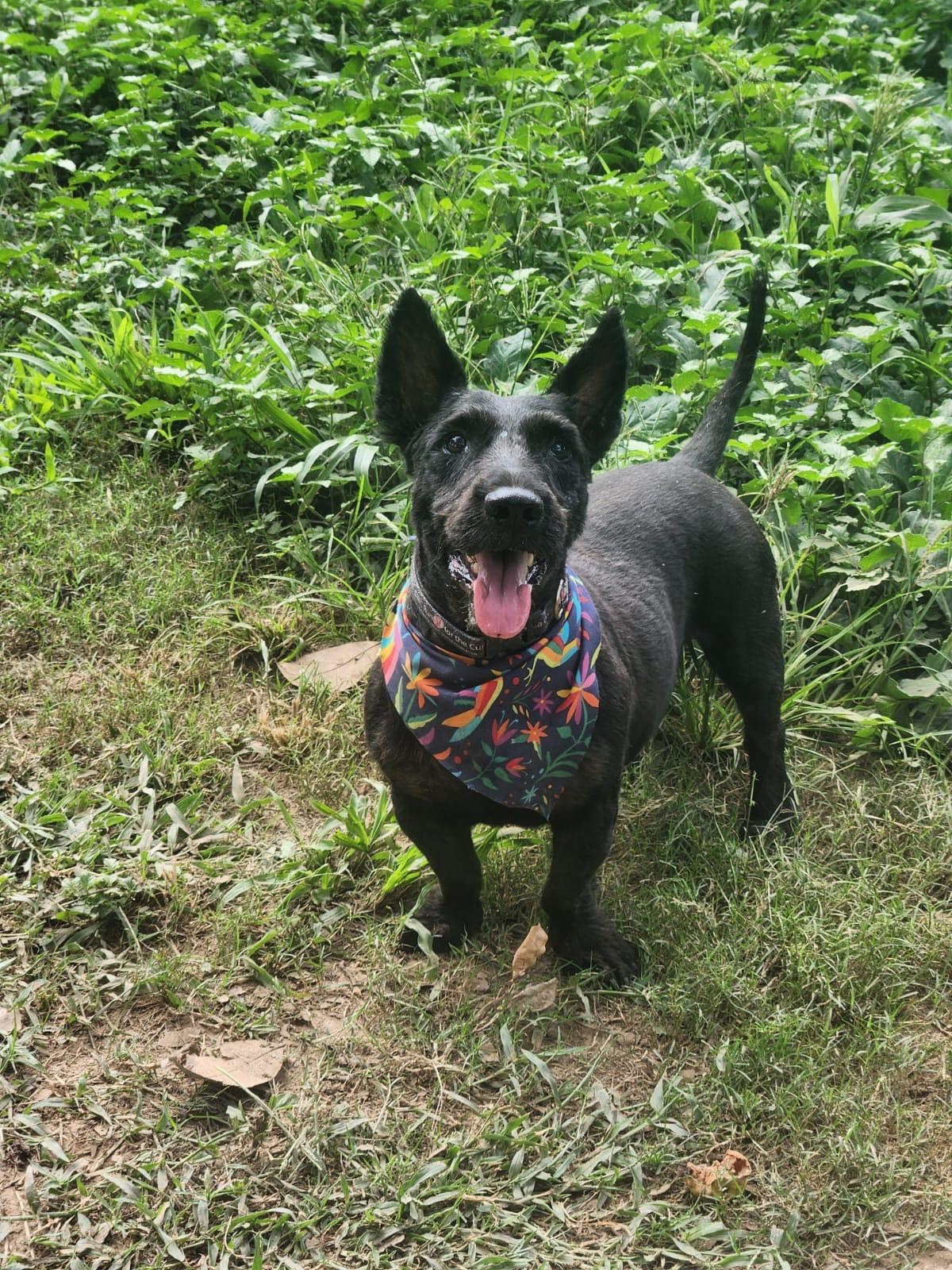 Enlarge Botas, a Adoptable Scottish Terrier in EL COLORADO, JAL image 4/6