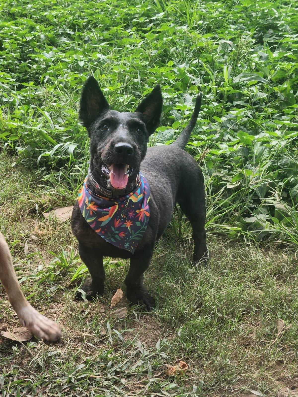 Enlarge Botas, a Adoptable Scottish Terrier in EL COLORADO, JAL image 5/6