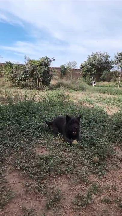 Enlarge Botas, a Adoptable Scottish Terrier in EL COLORADO, JAL video 6/6