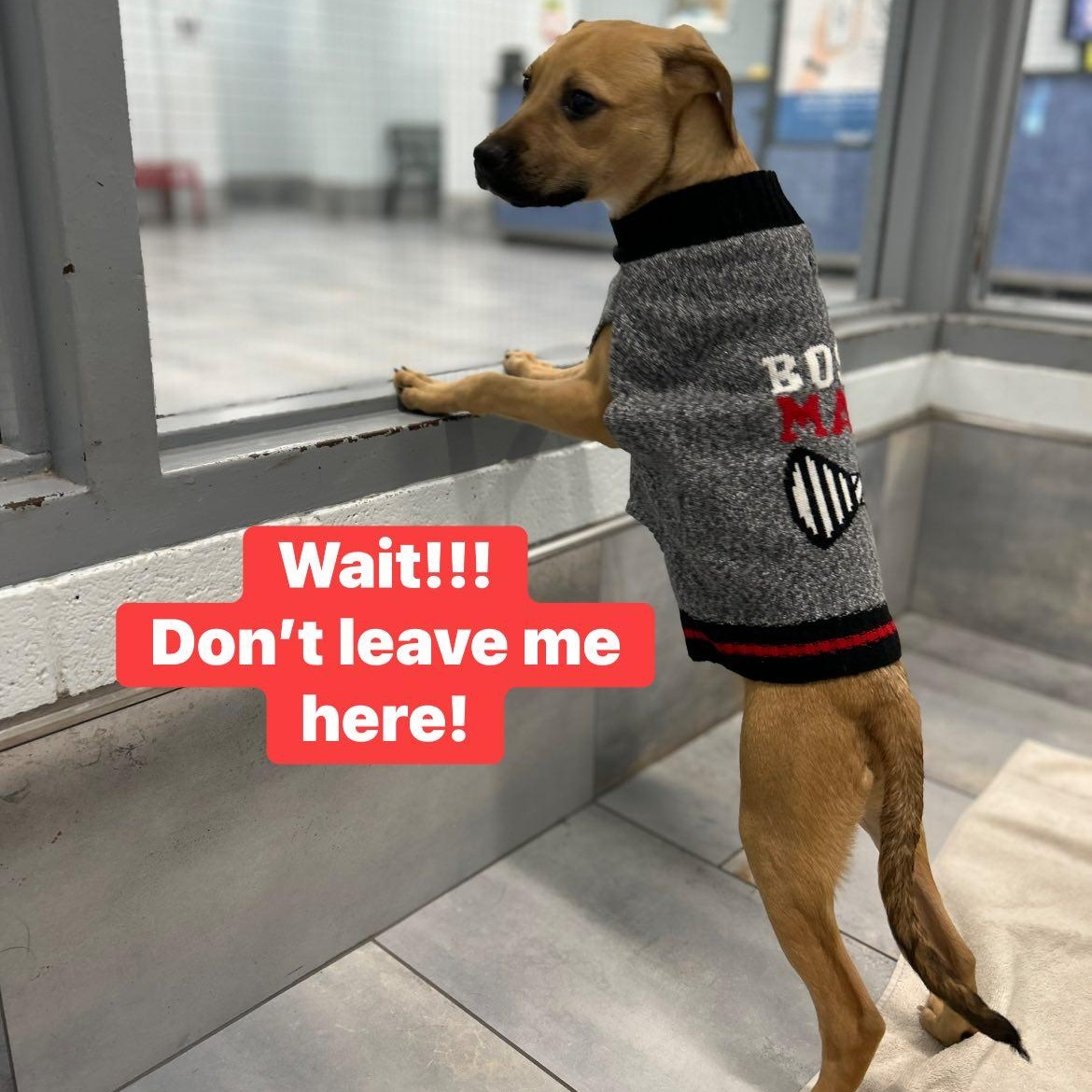 Aspen, a Adoptable mixed breed in Fort Mill, SC image 4/5