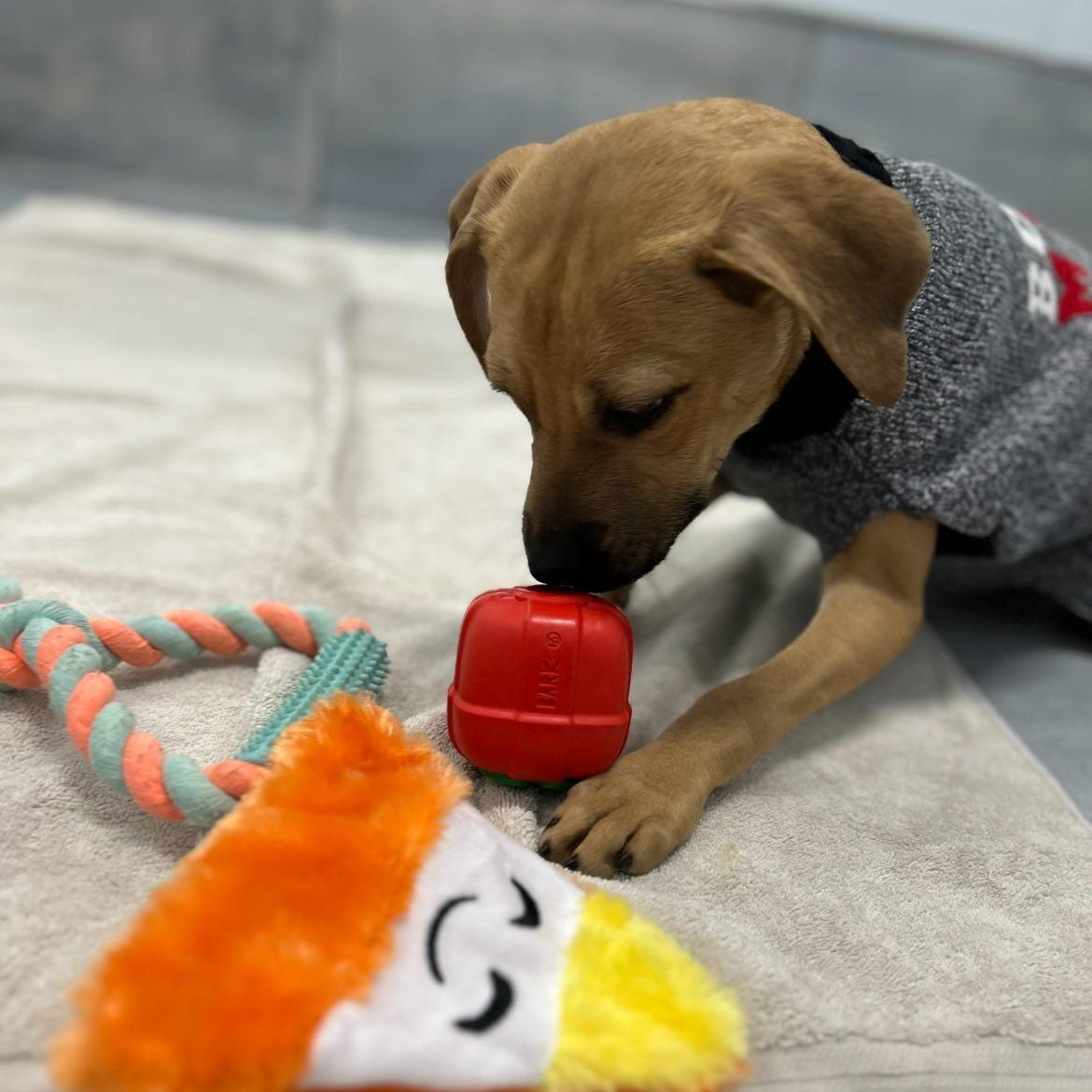 Aspen, a Adoptable mixed breed in Fort Mill, SC image 2/5