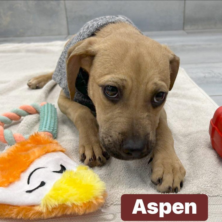 Aspen, a Adoptable mixed breed in Fort Mill, SC image 5/5