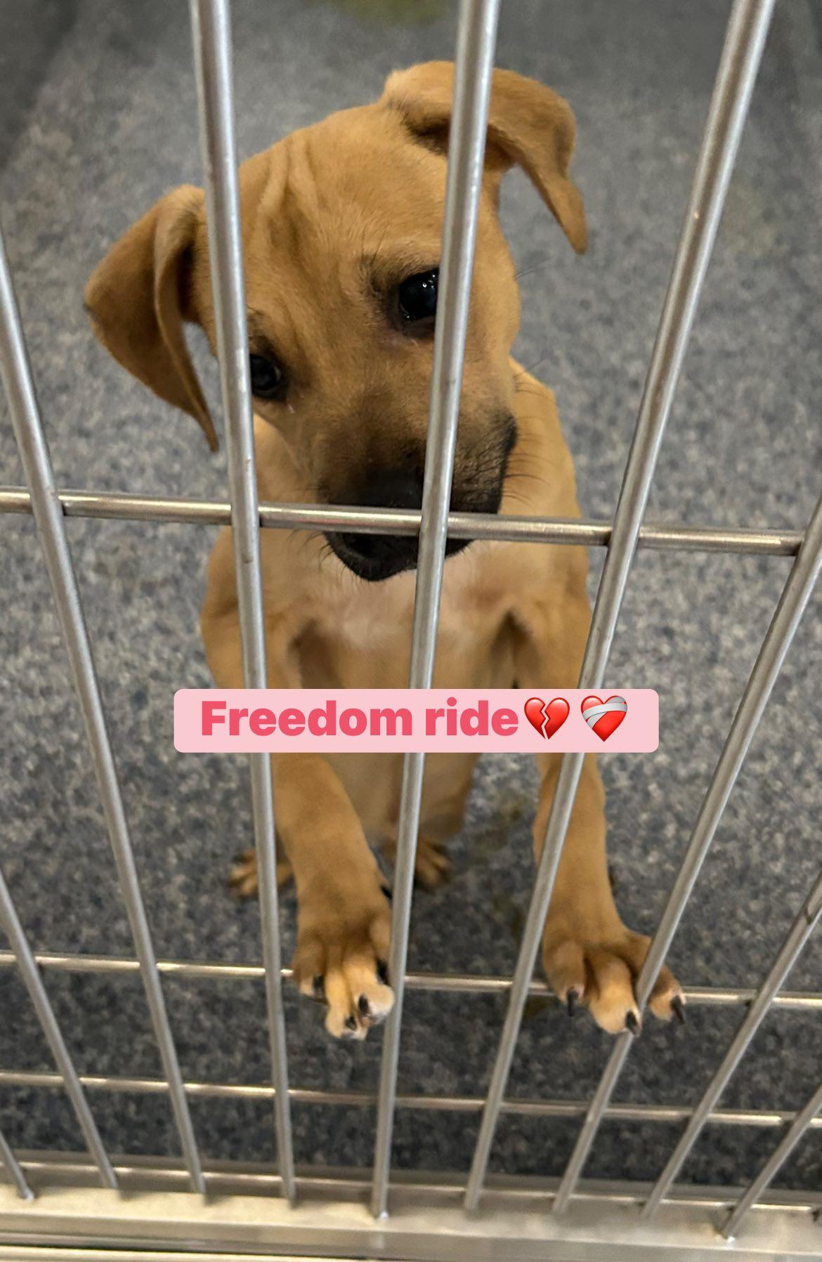 Aspen, a Adoptable mixed breed in Fort Mill, SC image 3/5