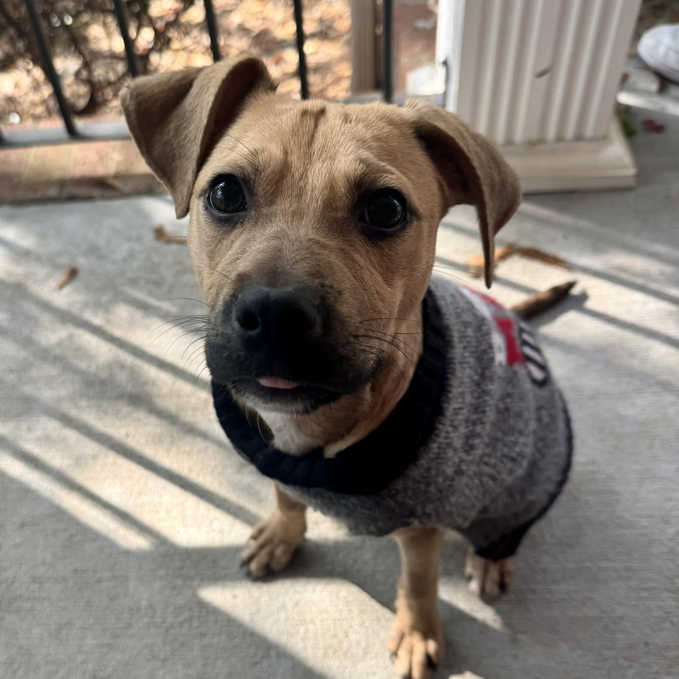 Aspen, Adoptable, Puppy Female Black Mouth Cur & Labrador Retriever.