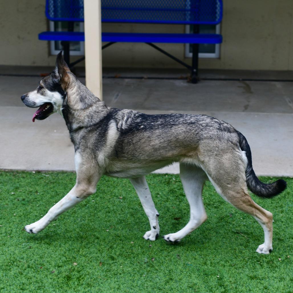 Tink, a Adoptable mixed breed in Ottawa, KS image 2/2