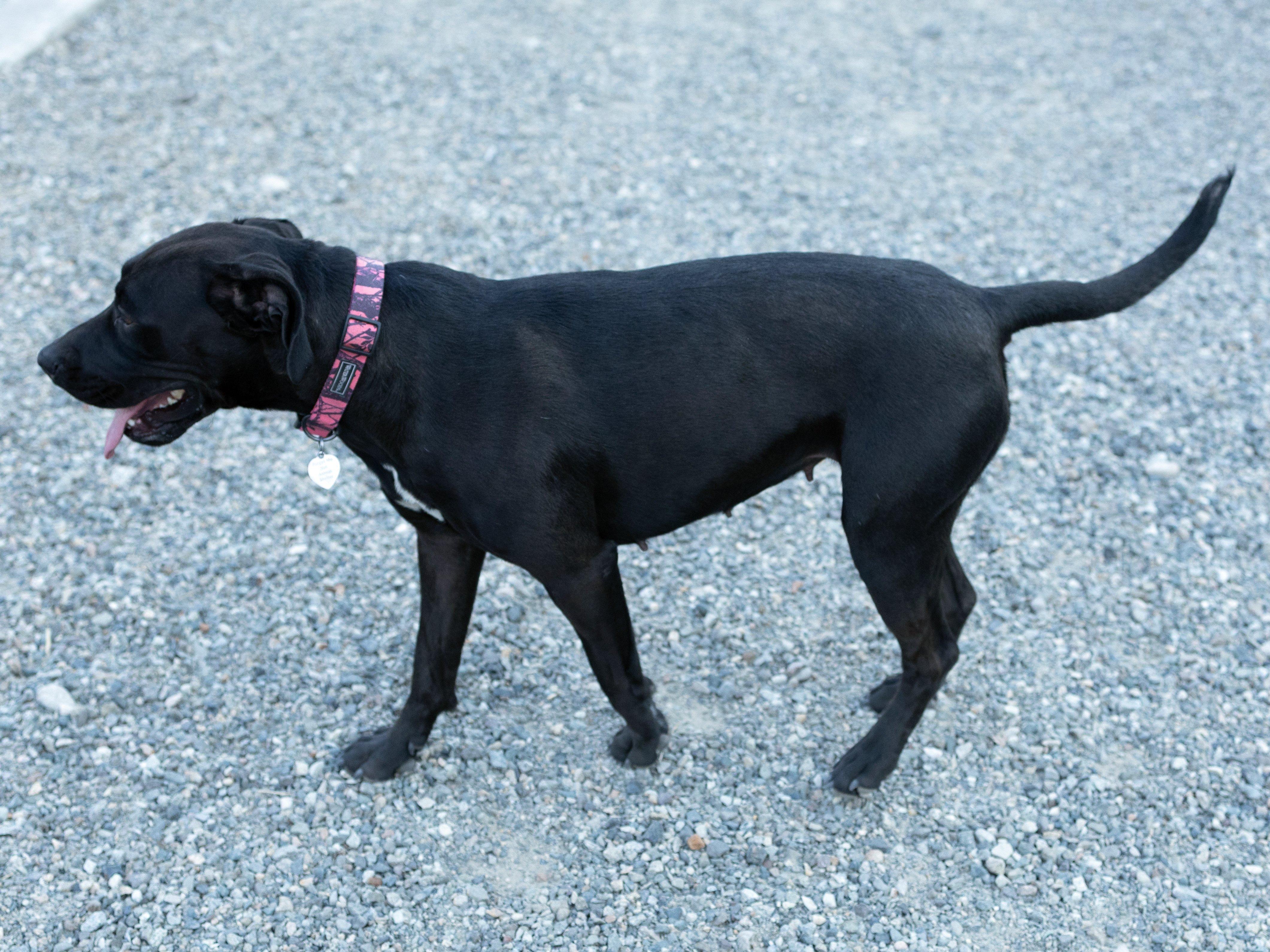Enlarge Jasper, a Adoptable mixed breed in Republic, WA image 4/6