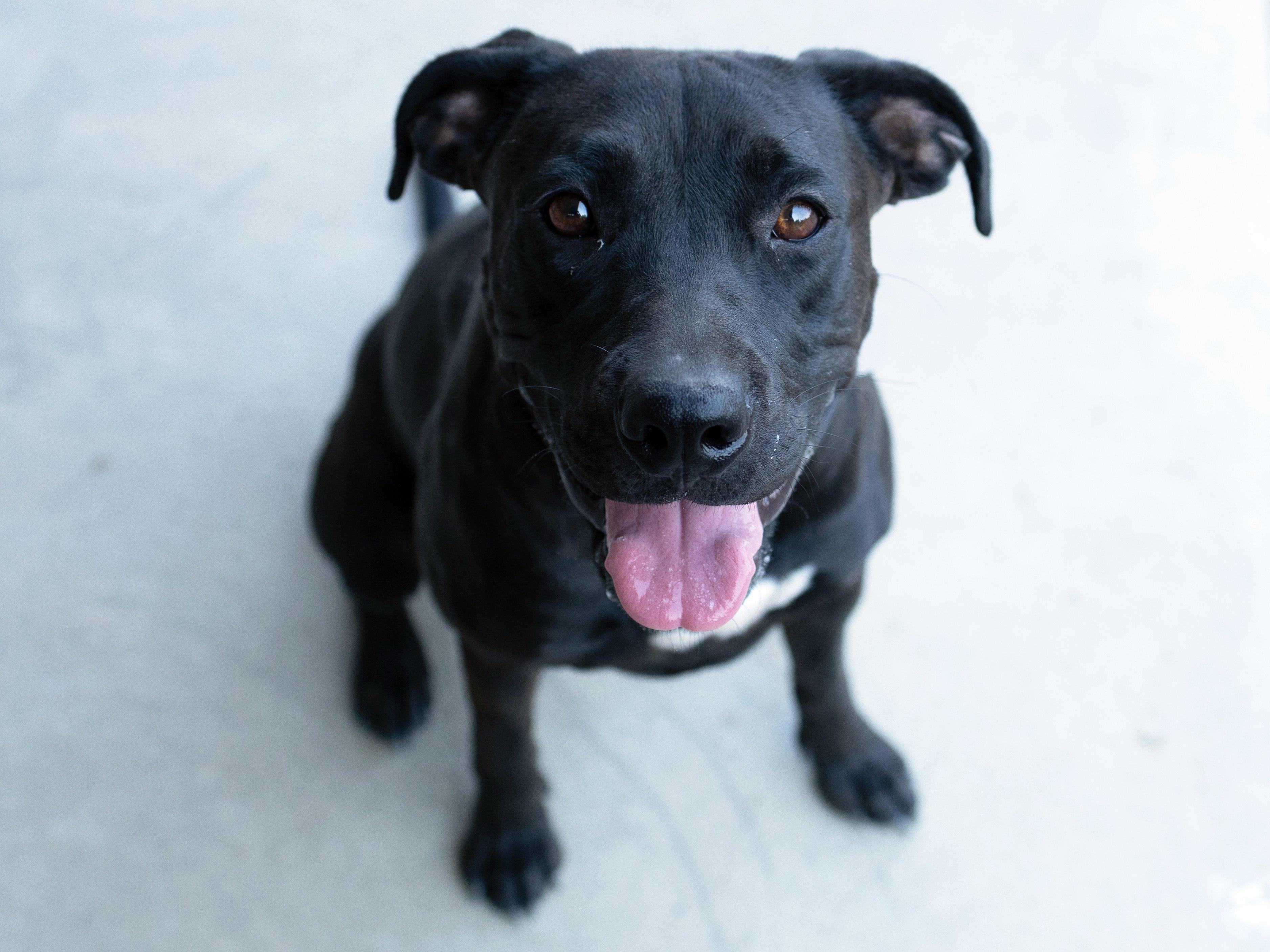 Jasper, Adoptable, Young Female Pit Bull Terrier & Mixed Breed.