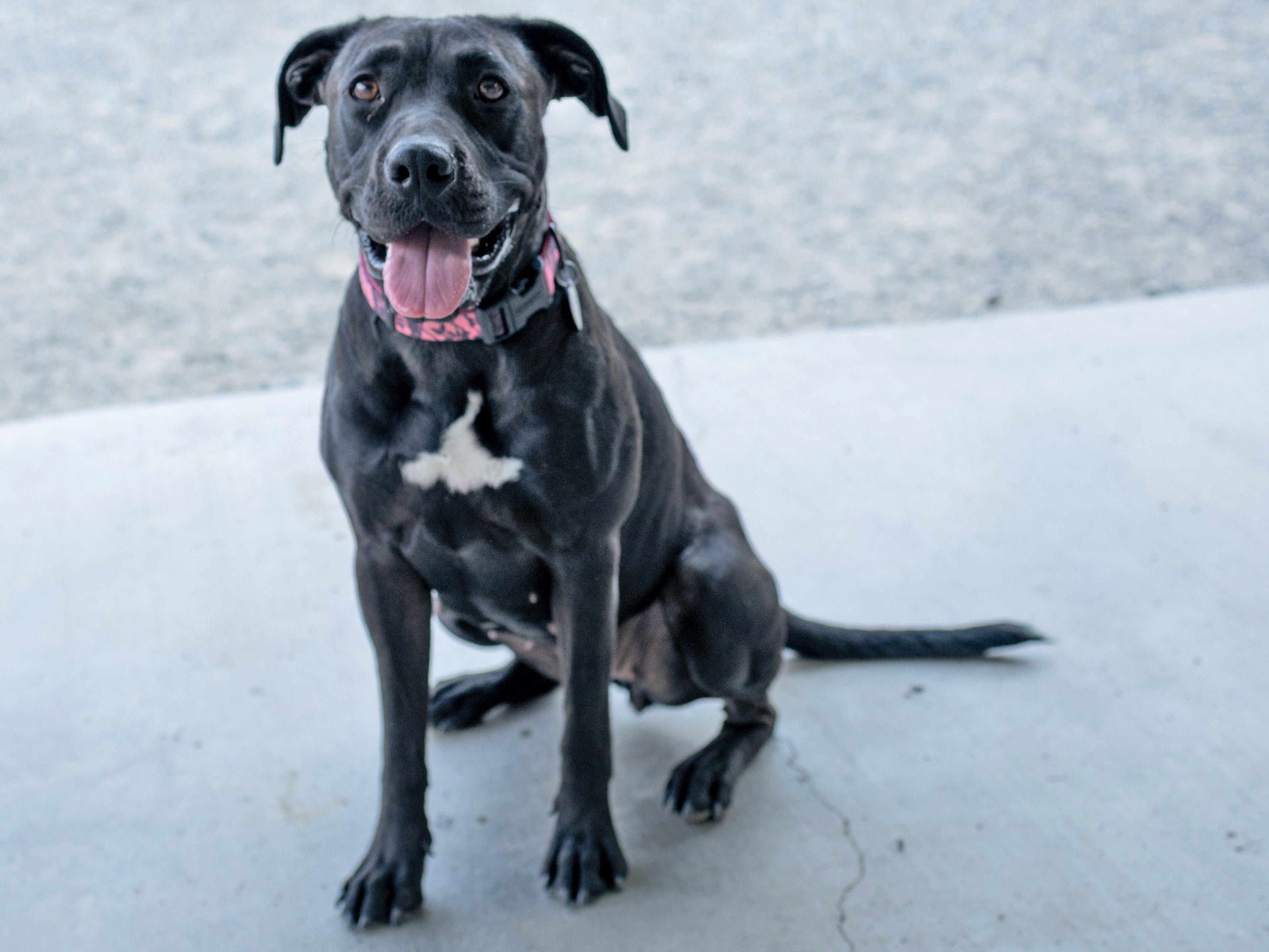 Enlarge Jasper, a Adoptable mixed breed in Republic, WA image 3/6