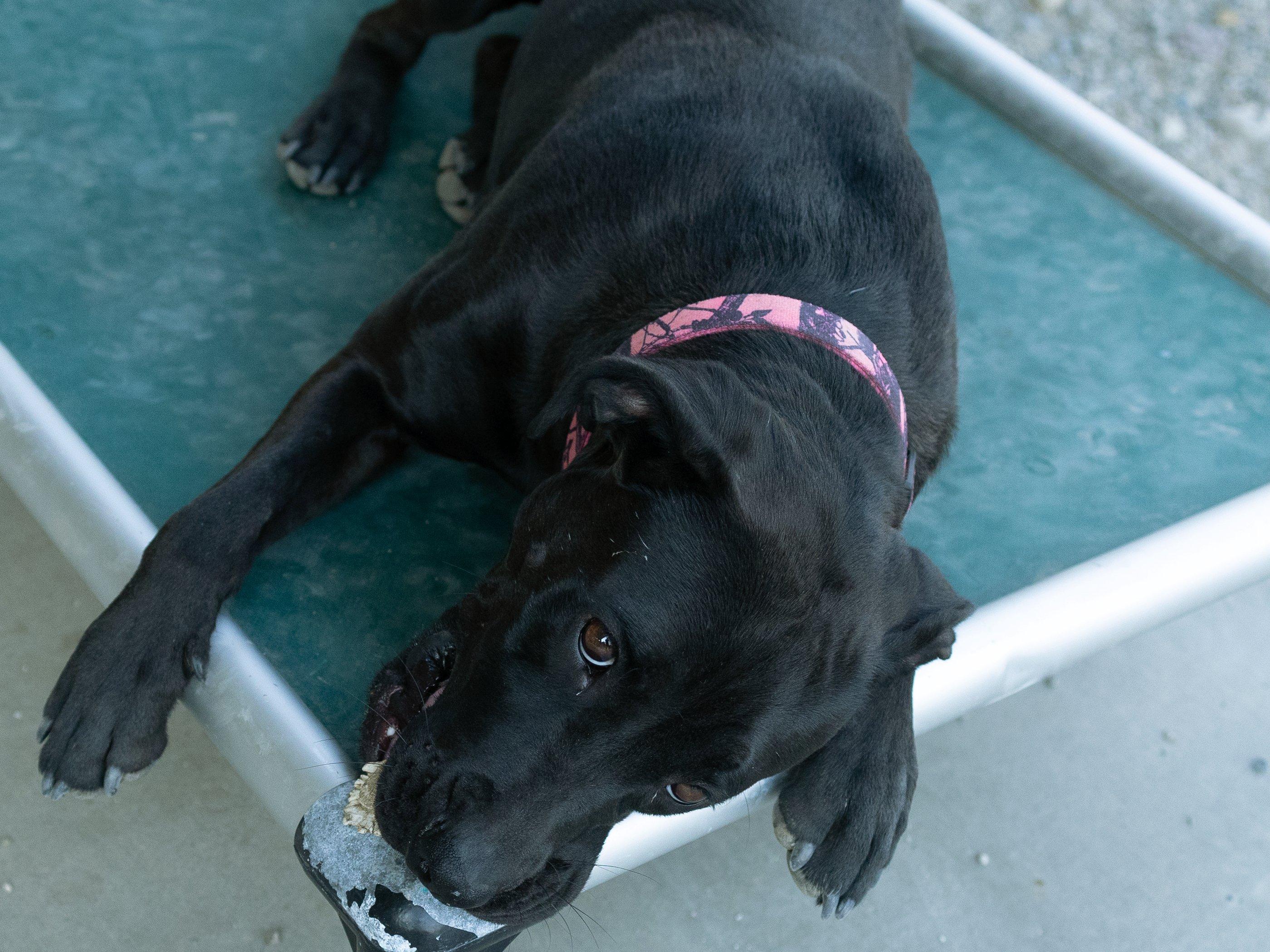 Enlarge Jasper, a Adoptable mixed breed in Republic, WA image 5/6