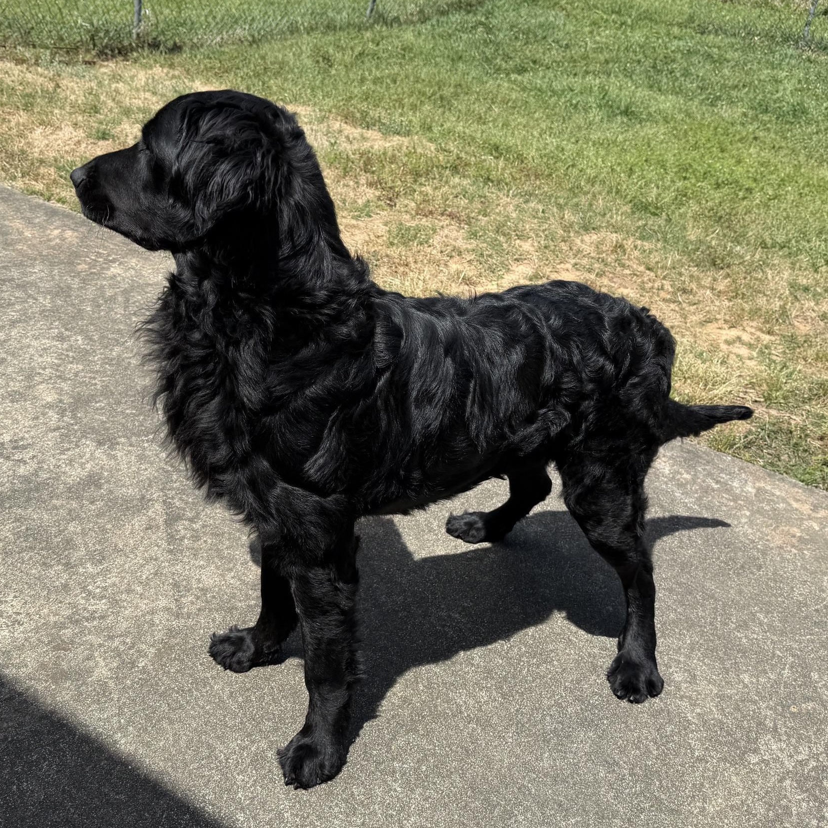 Enlarge Luigi, a ADOPTABLE Flat-Coated Retriever in New Canaan, CT image 4/5