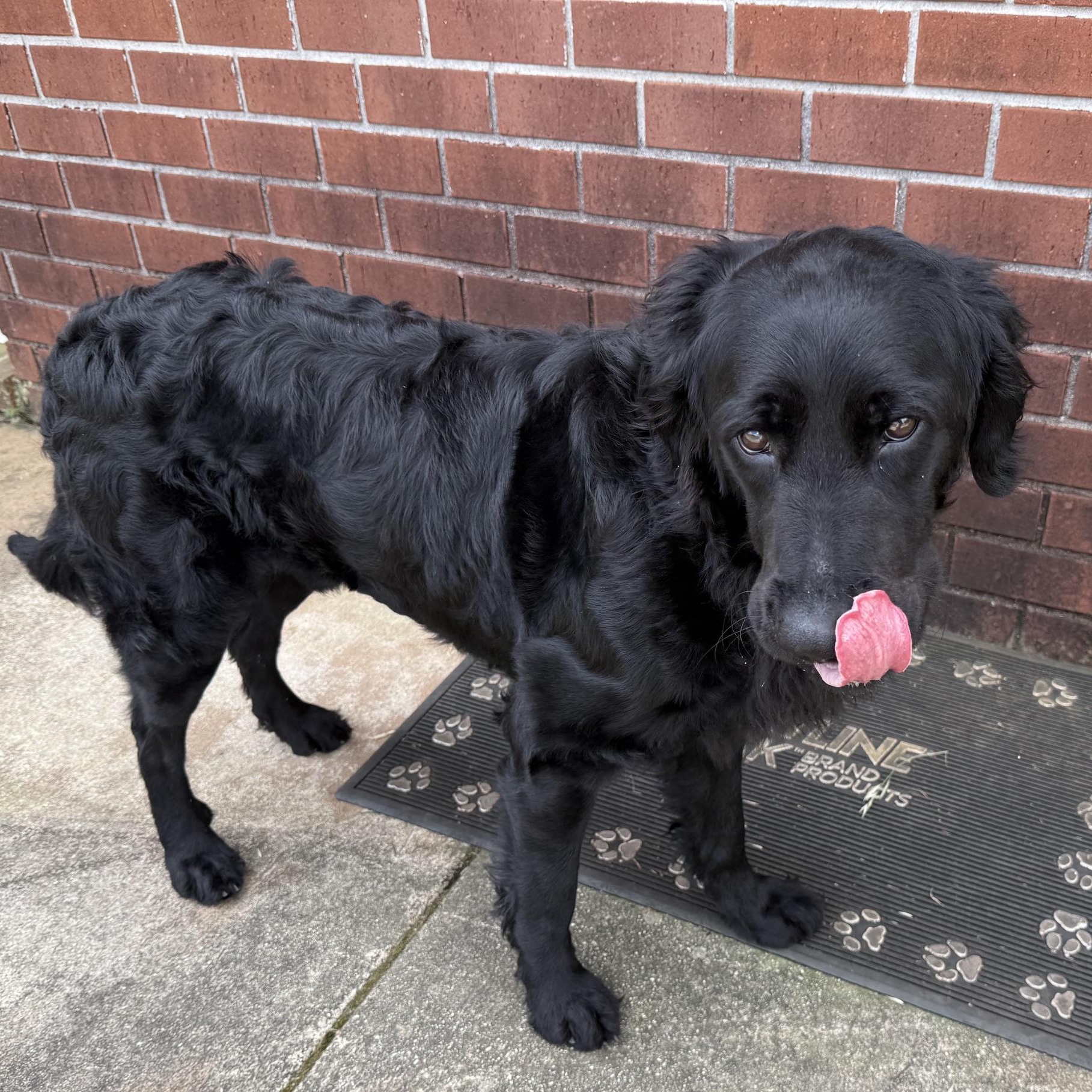 Enlarge Luigi, a ADOPTABLE Flat-Coated Retriever in New Canaan, CT image 2/5