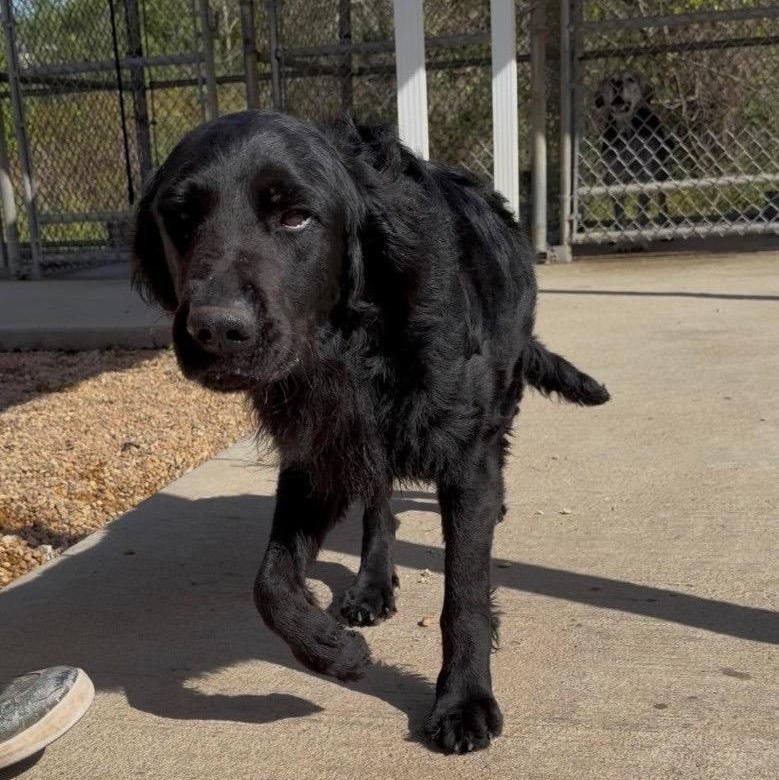 Enlarge Luigi, a ADOPTABLE Flat-Coated Retriever in New Canaan, CT image 3/5