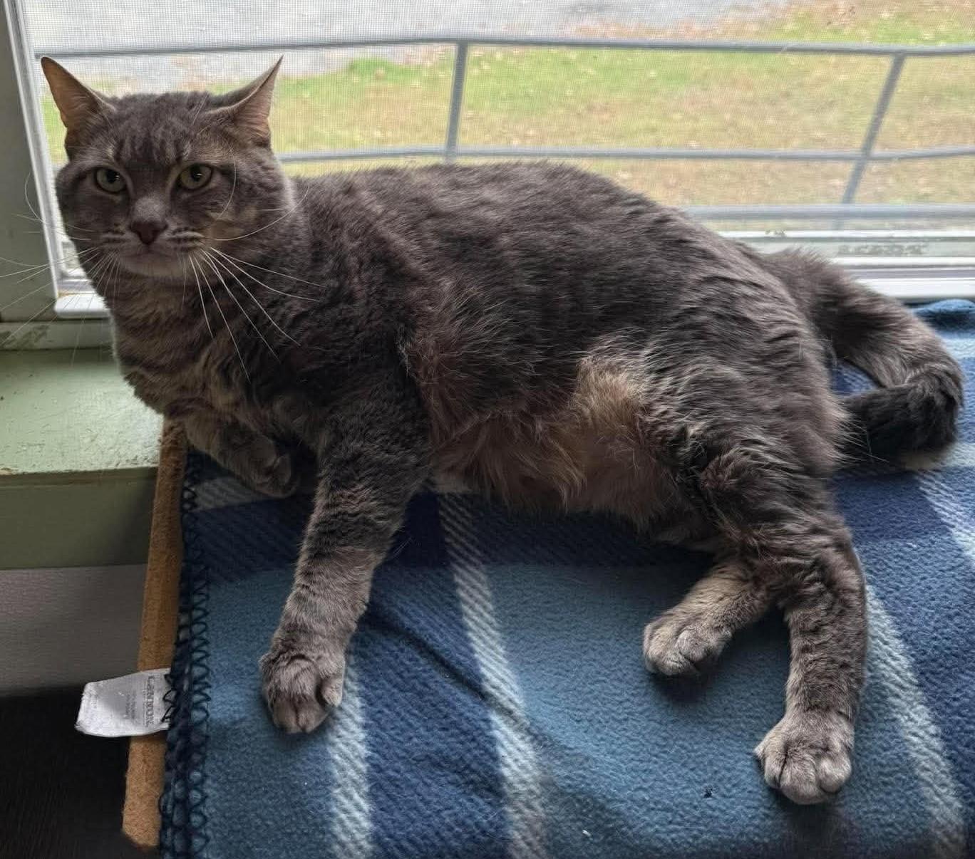 Enlarge Gus, a Adopted Domestic Short Hair in Springfield, VT image 3/3