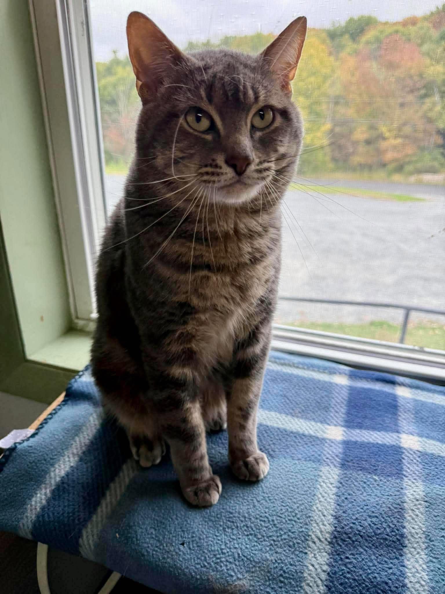Enlarge Gus, a Adopted Domestic Short Hair in Springfield, VT image 2/3