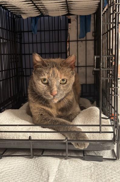 Maude, ADOPTABLE, Adult Female Domestic Short Hair.