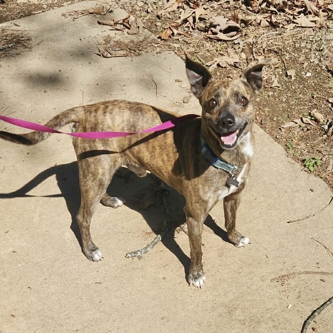 Enlarge Sam, a ADOPTABLE mixed breed in Boulder, CO image 6/6