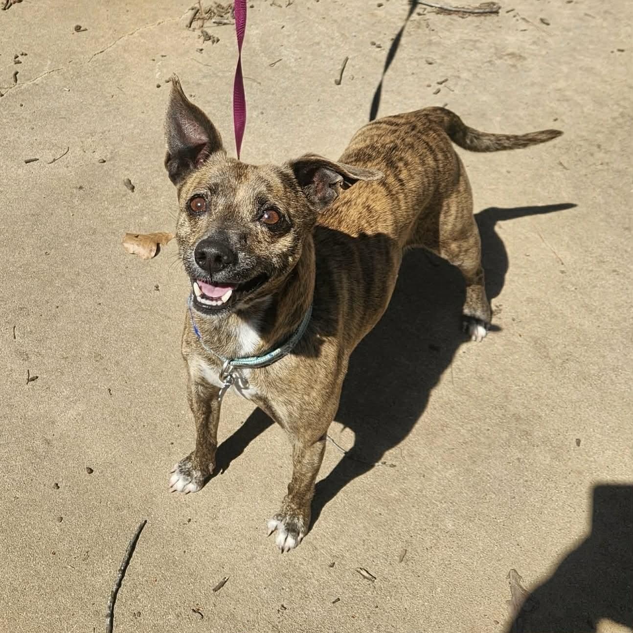 Enlarge Sam, a ADOPTABLE mixed breed in Boulder, CO image 2/6