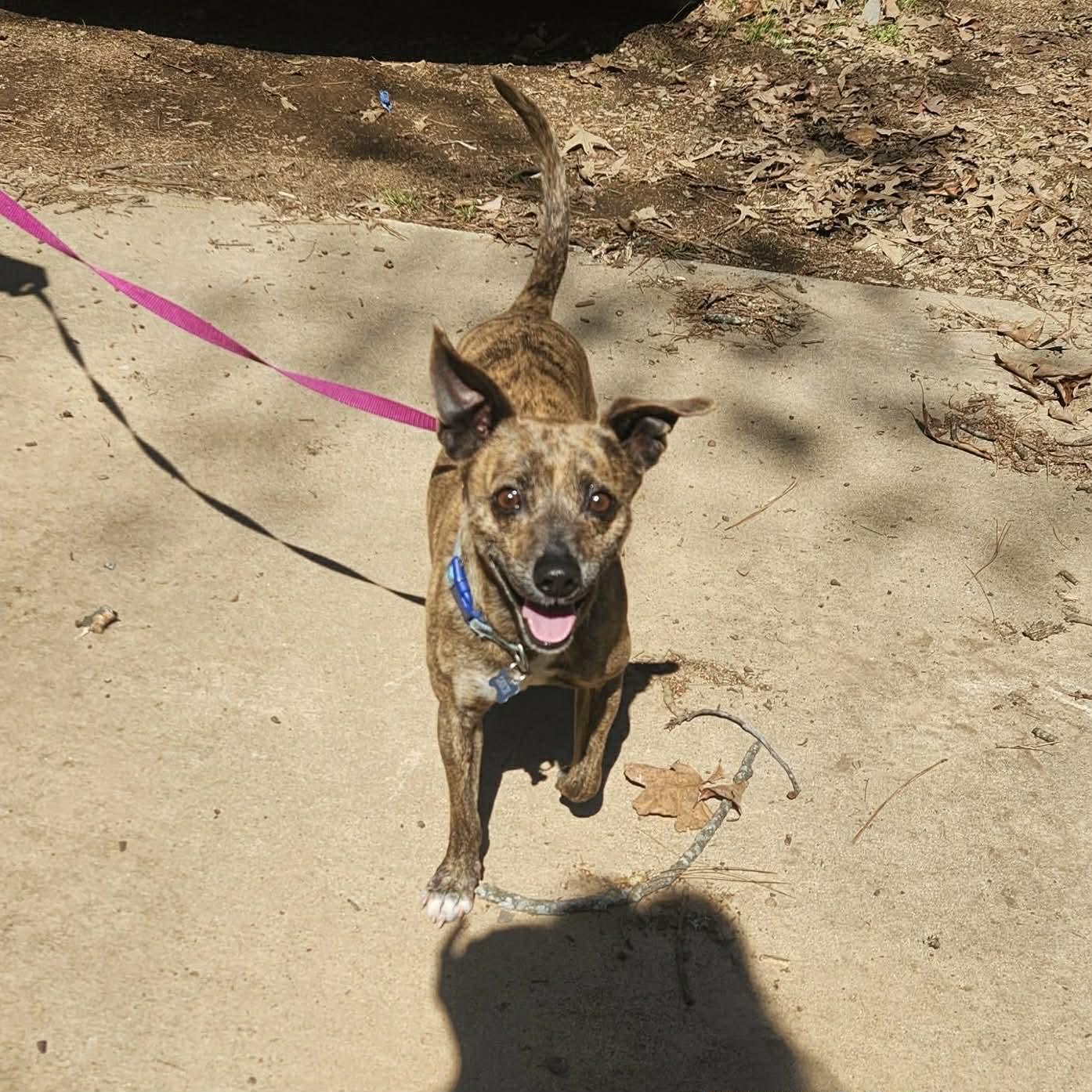 Enlarge Sam, a ADOPTABLE mixed breed in Boulder, CO image 5/6