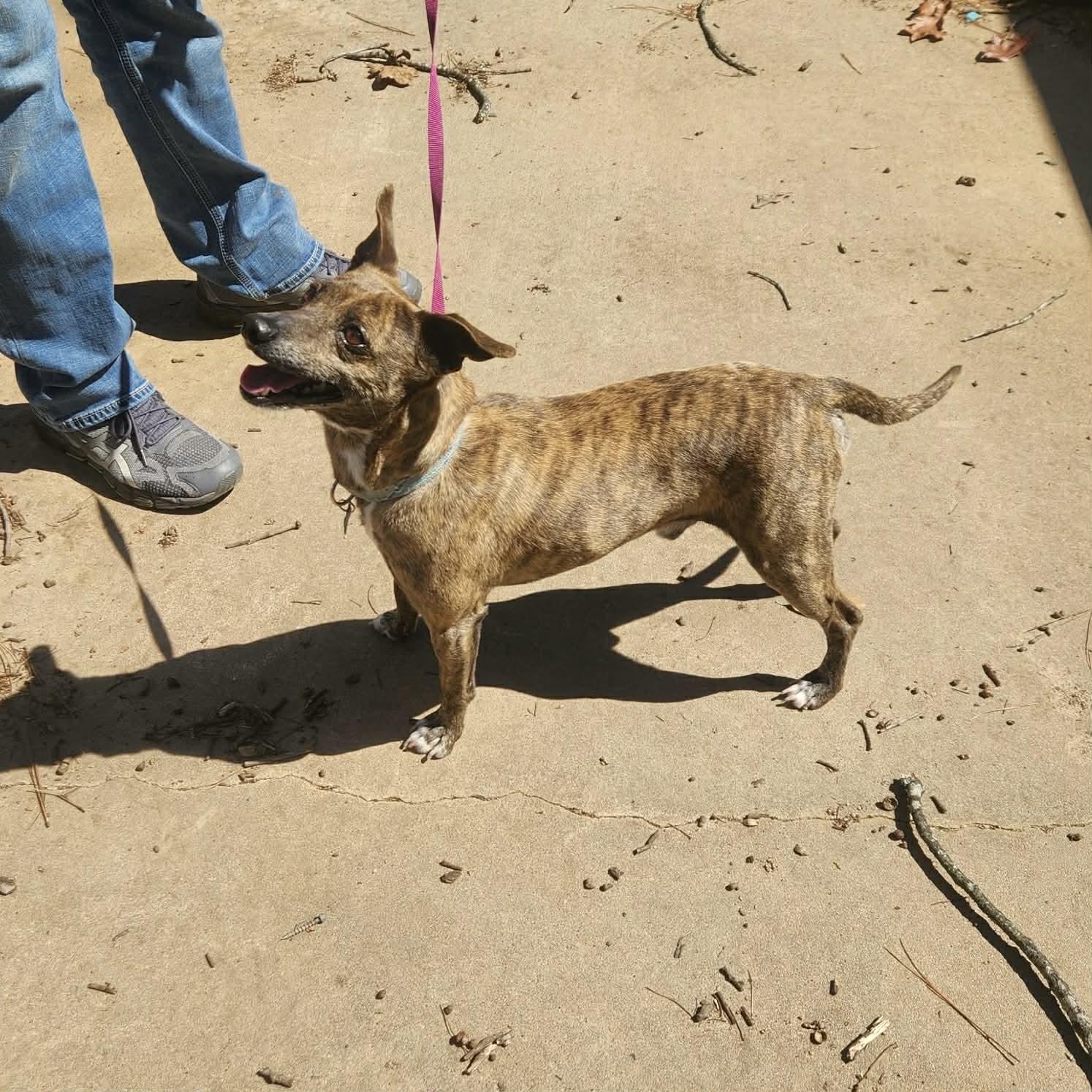 Enlarge Sam, a ADOPTABLE mixed breed in Boulder, CO image 3/6