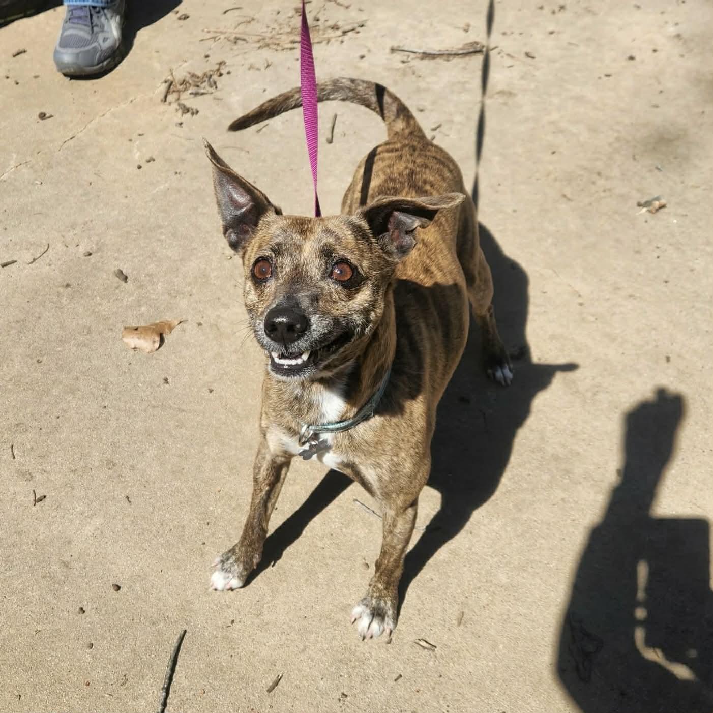 Enlarge Sam, a ADOPTABLE mixed breed in Boulder, CO image 4/6