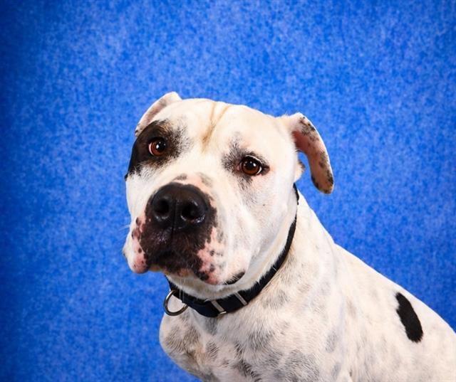 SPOT, Adoptable, Adult Male Pit Bull Terrier.