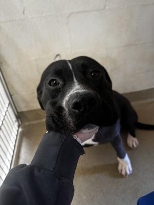 Enlarge Tank, a Adoptable mixed breed in Clayton, GA image 1/2