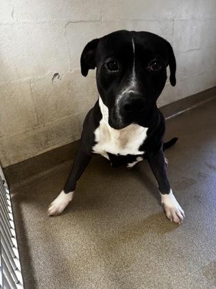 Enlarge Tank, a Adoptable mixed breed in Clayton, GA image 2/2