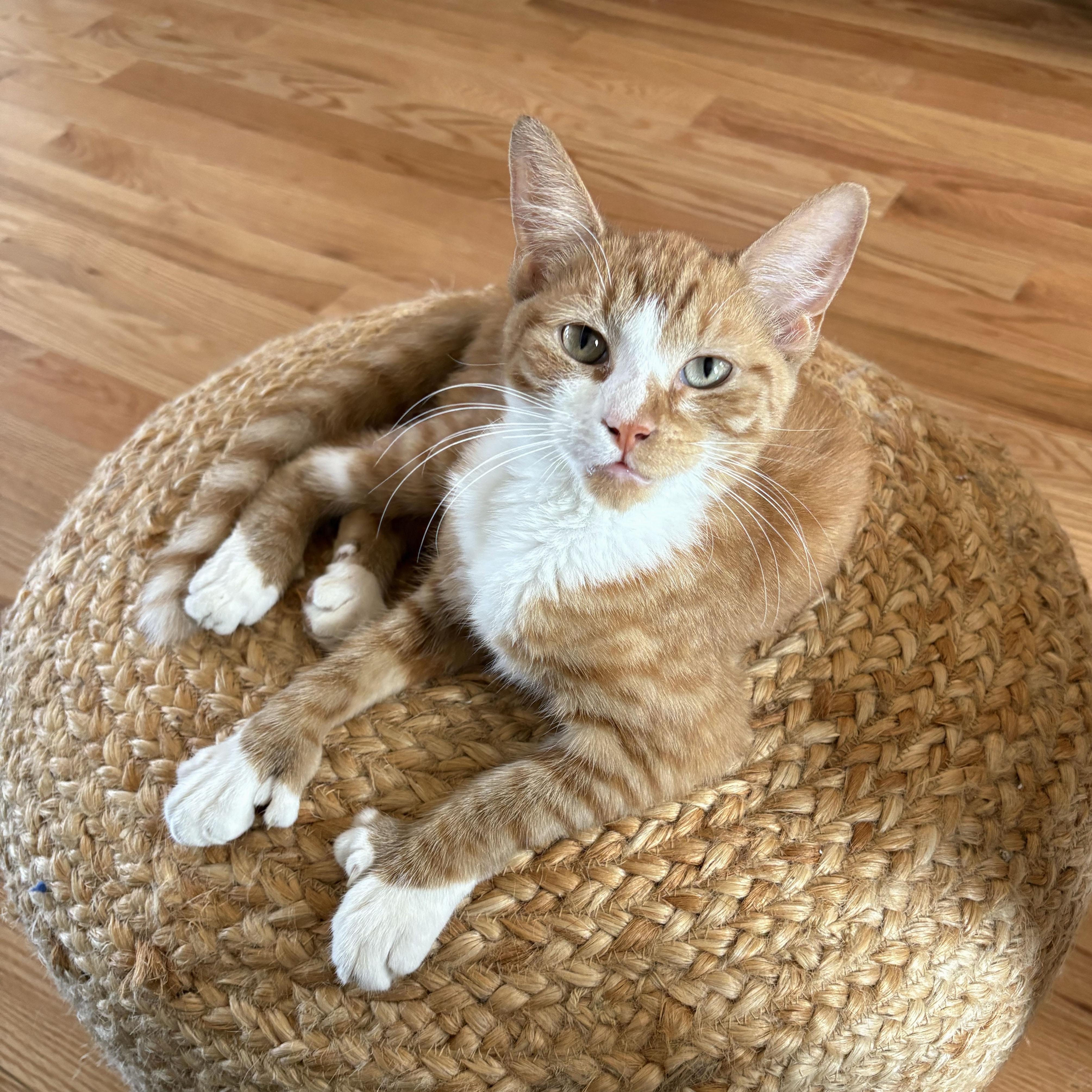 Enlarge Lovebug, a Adoptable Domestic Short Hair in BROOKLYN, NY image 4/6