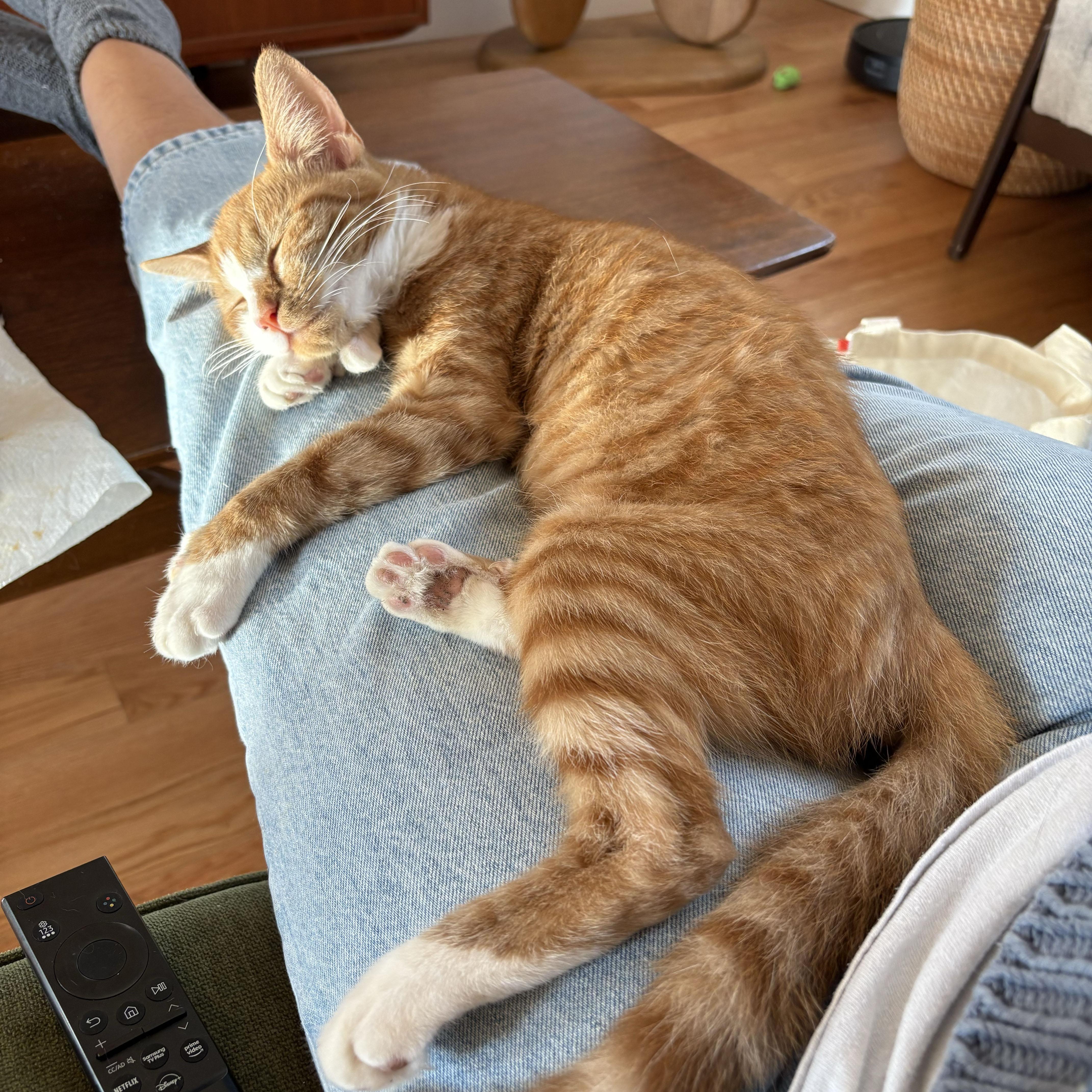 Enlarge Lovebug, a Adoptable Domestic Short Hair in BROOKLYN, NY image 2/6