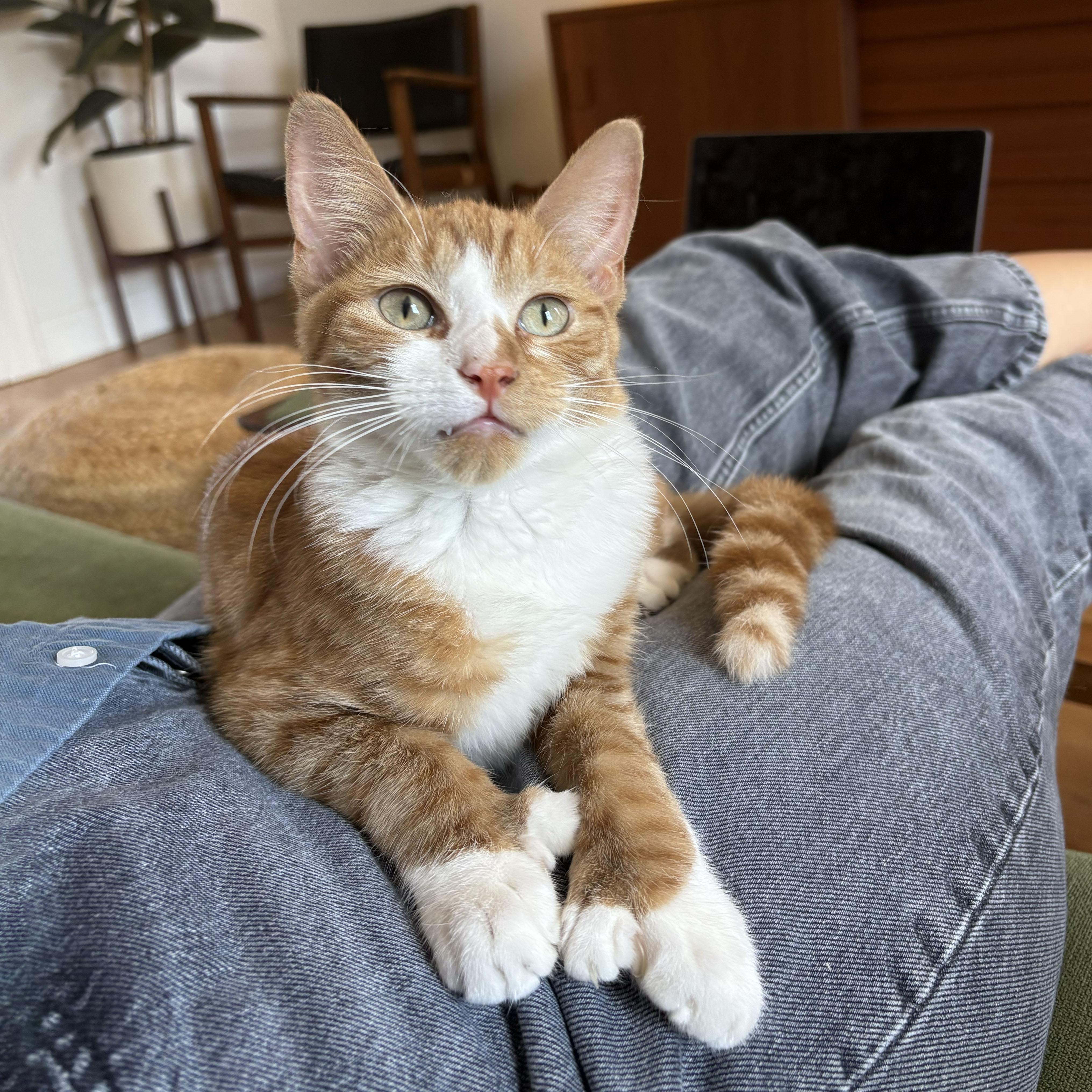 Enlarge Lovebug, a Adoptable Domestic Short Hair in BROOKLYN, NY image 1/6