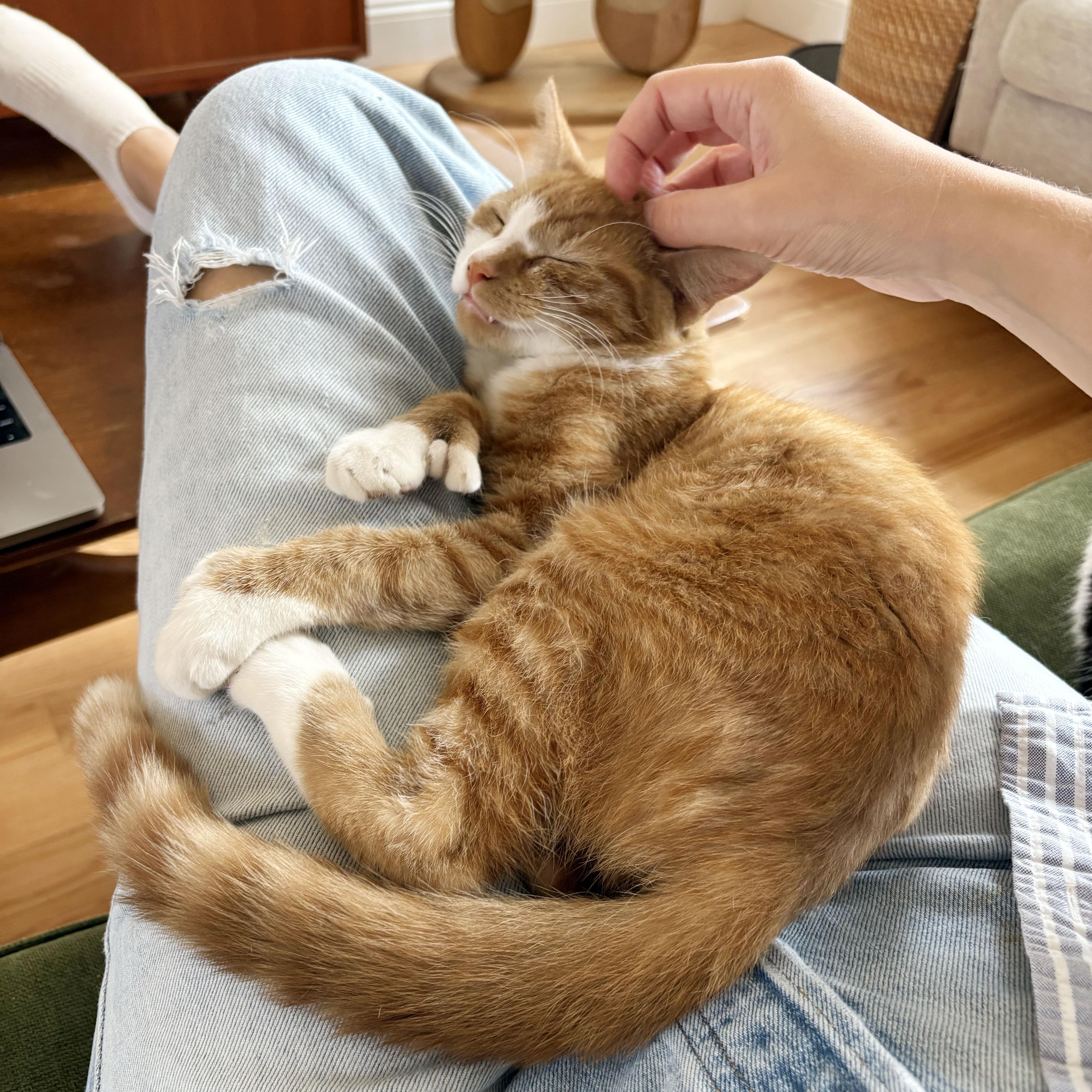 Enlarge Lovebug, a Adoptable Domestic Short Hair in BROOKLYN, NY image 5/6