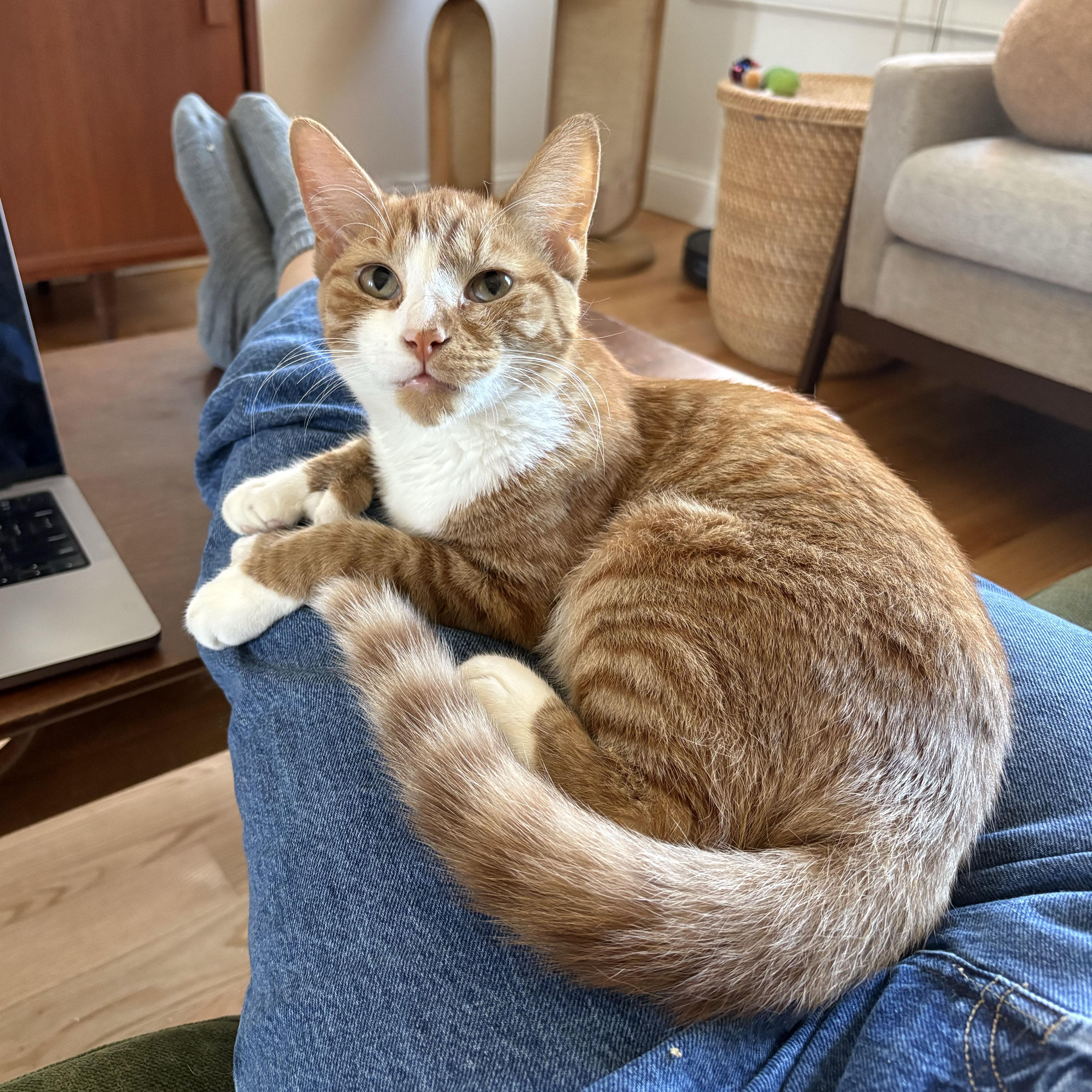 Enlarge Lovebug, a Adoptable Domestic Short Hair in BROOKLYN, NY image 6/6