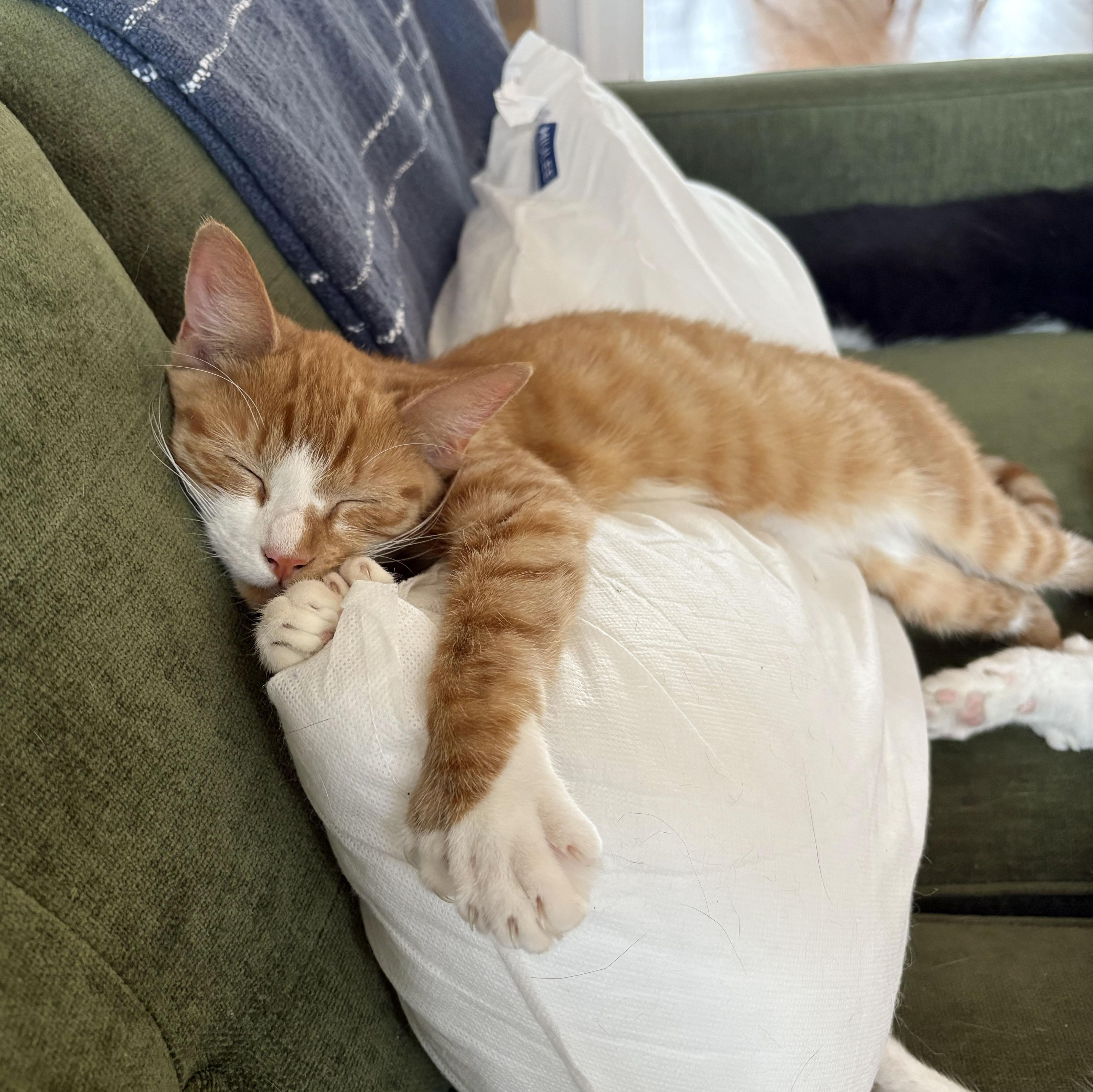 Enlarge Lovebug, a Adoptable Domestic Short Hair in BROOKLYN, NY image 3/6