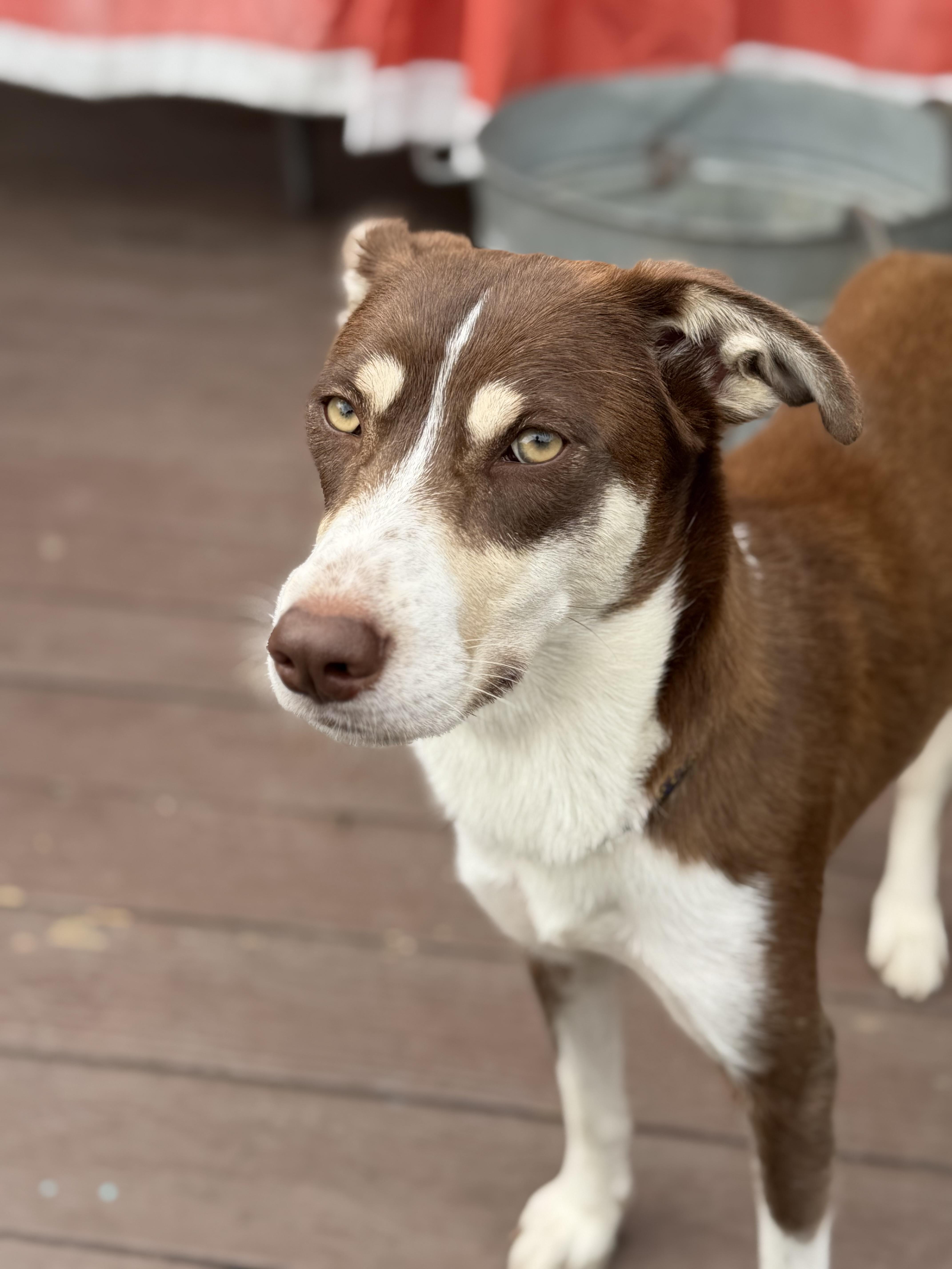 Nena (Please read), a ADOPTABLE mixed breed in Myakka City, FL image 2/4