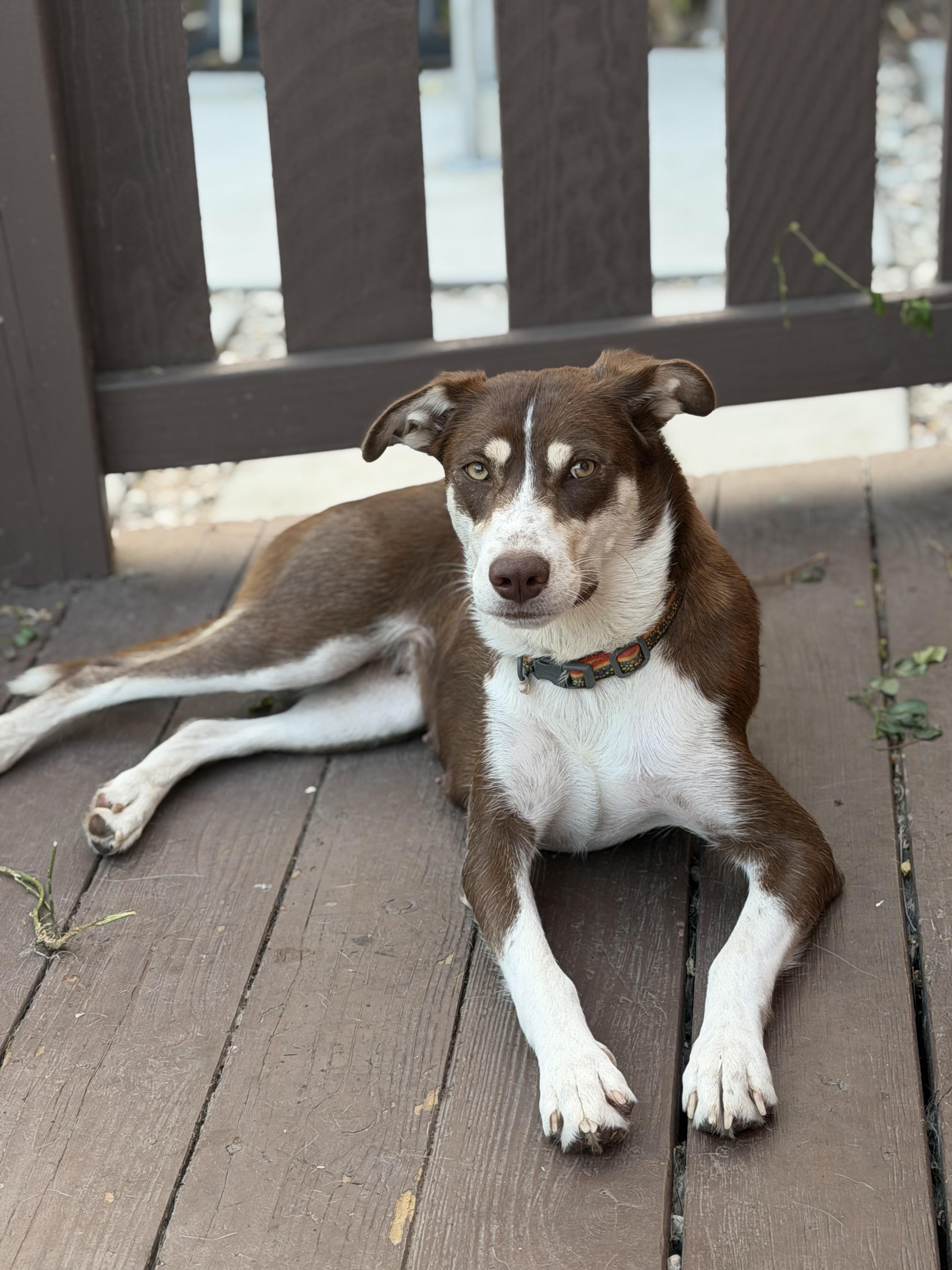 Nena (Please read), a ADOPTABLE mixed breed in Myakka City, FL image 4/4