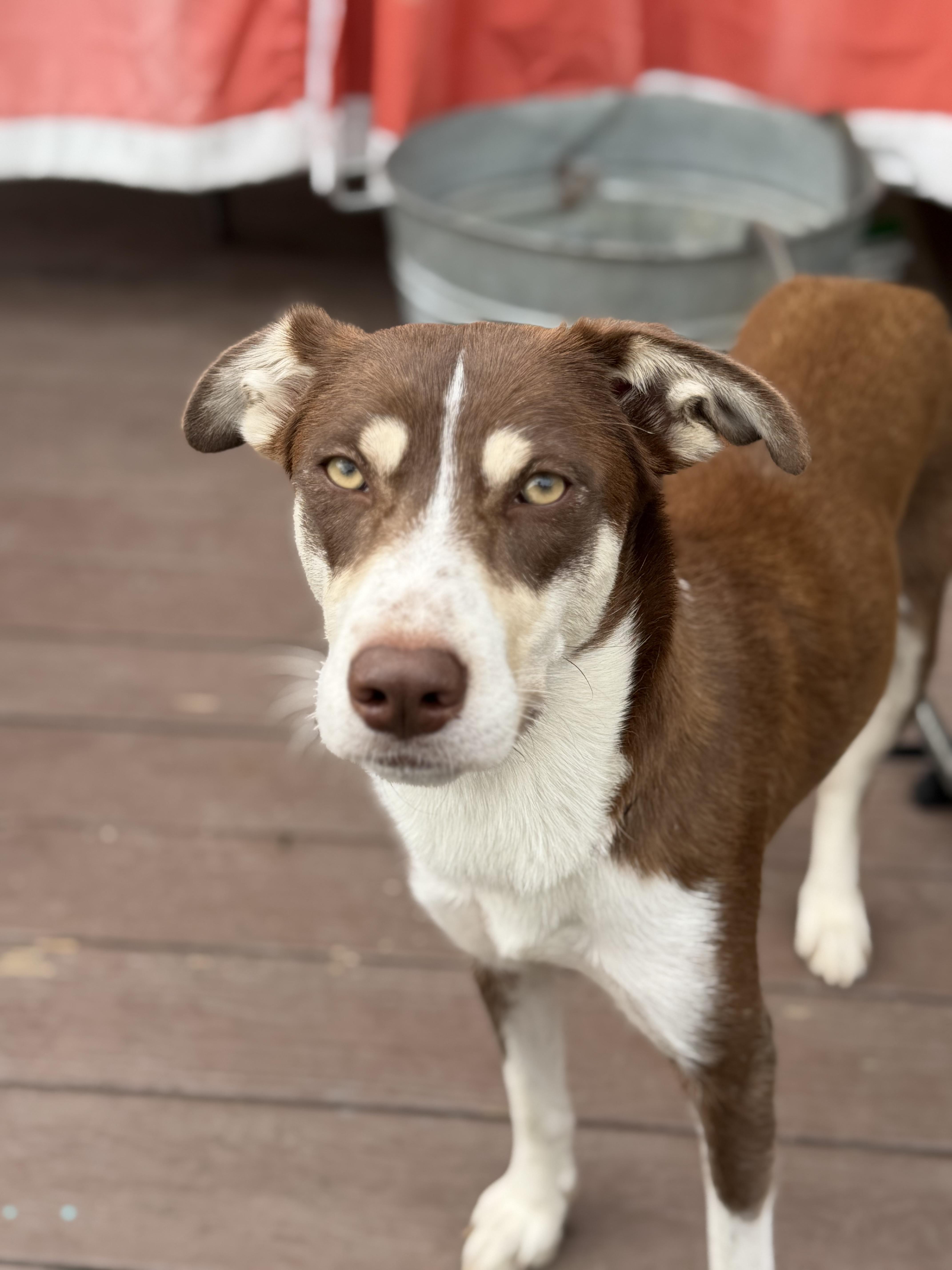 Nena (Please read), a ADOPTABLE mixed breed in Myakka City, FL image 3/4
